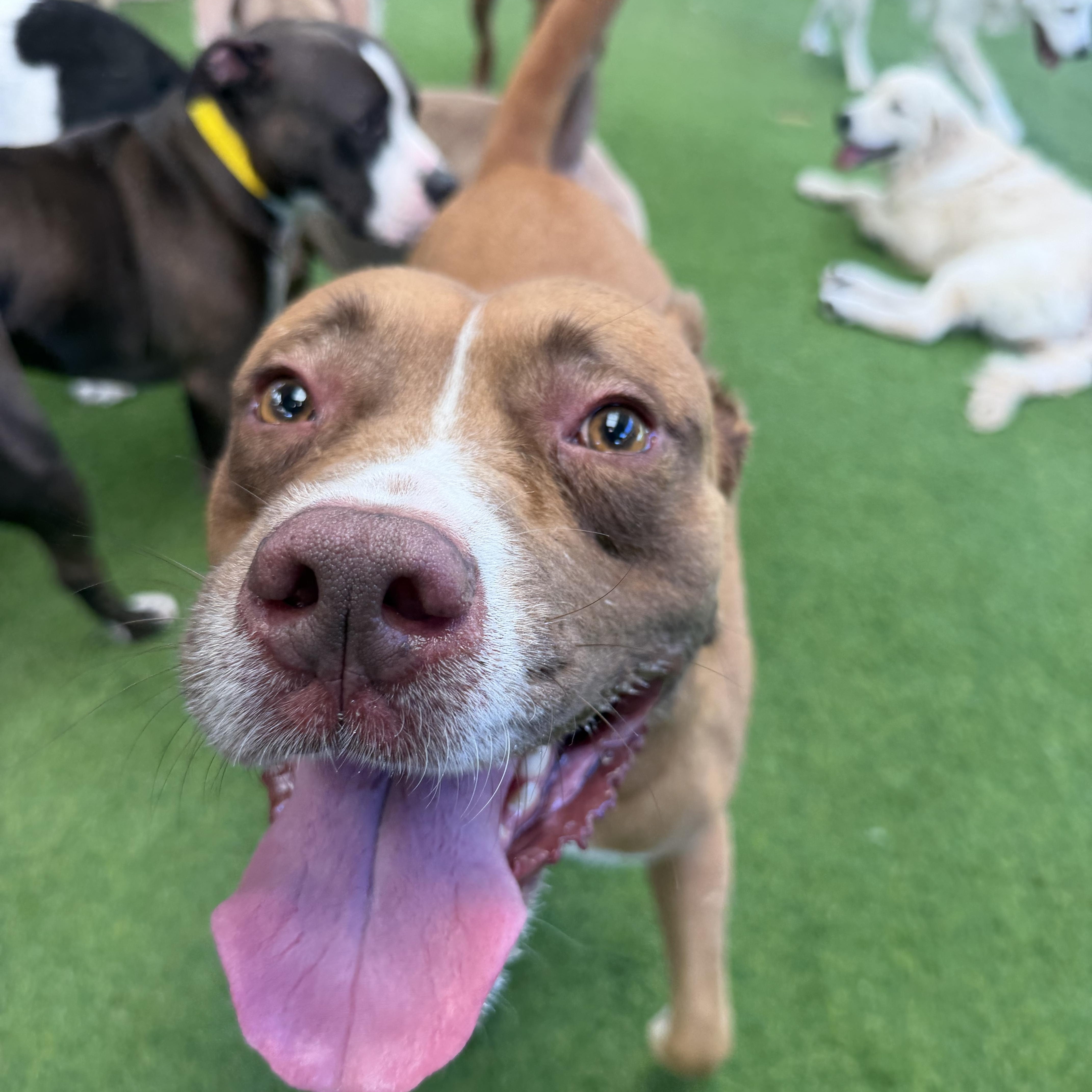 Enlarge Lawrence, a Adoptable mixed breed in Birmingham, AL image 6/6