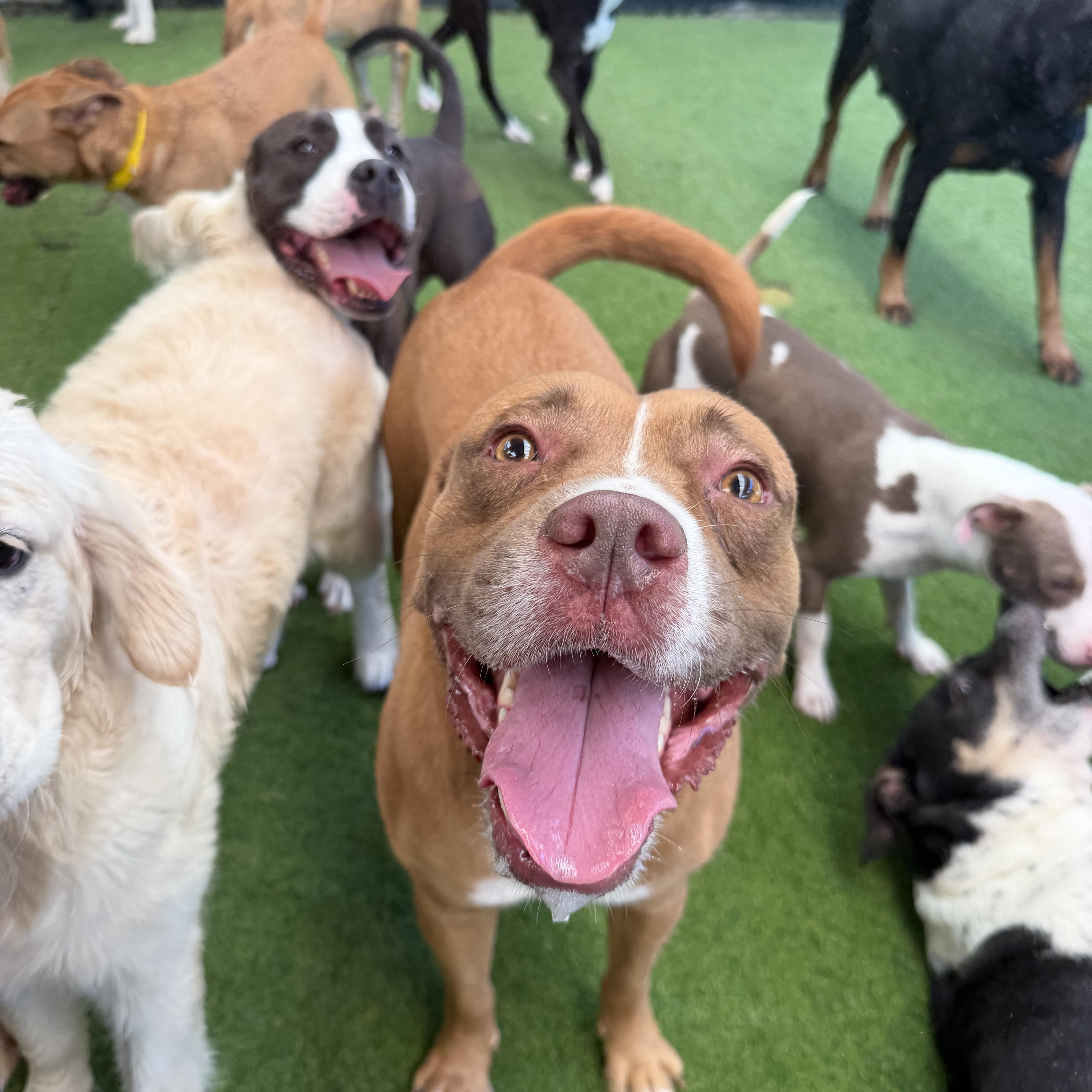 Enlarge Lawrence, a Adoptable mixed breed in Birmingham, AL image 2/6