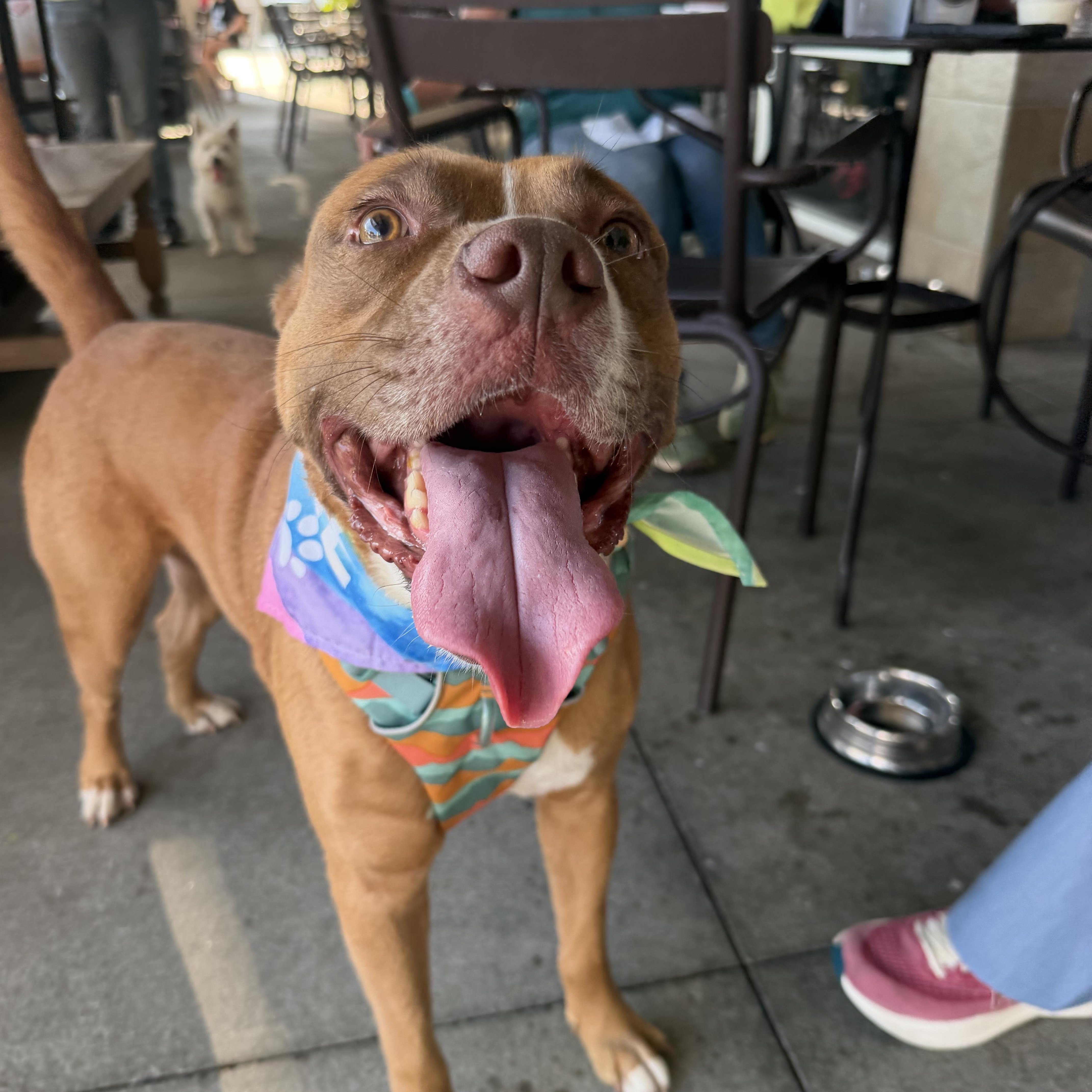 Enlarge Lawrence, a ADOPTABLE mixed breed in Birmingham, AL image 2/5