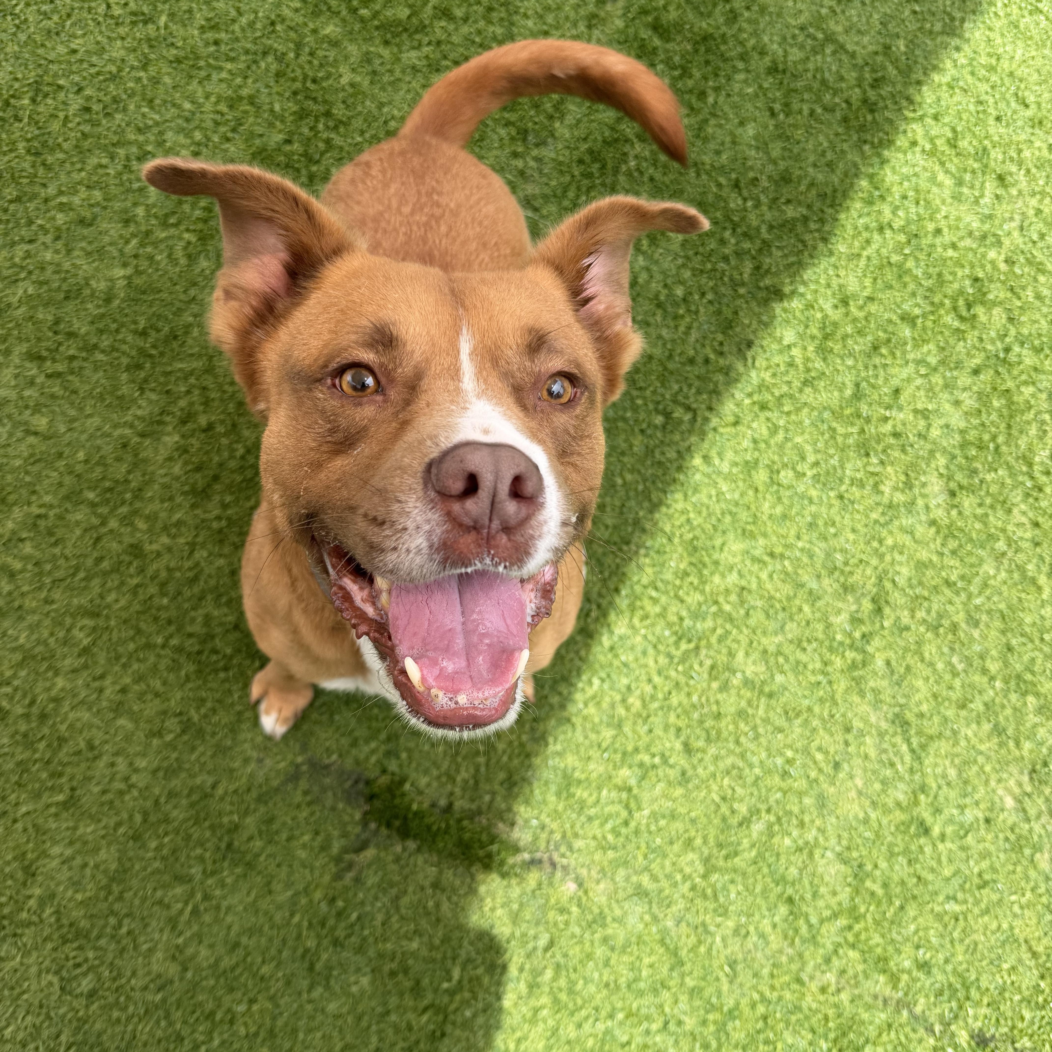 Enlarge Lawrence, a ADOPTABLE mixed breed in Birmingham, AL image 5/5