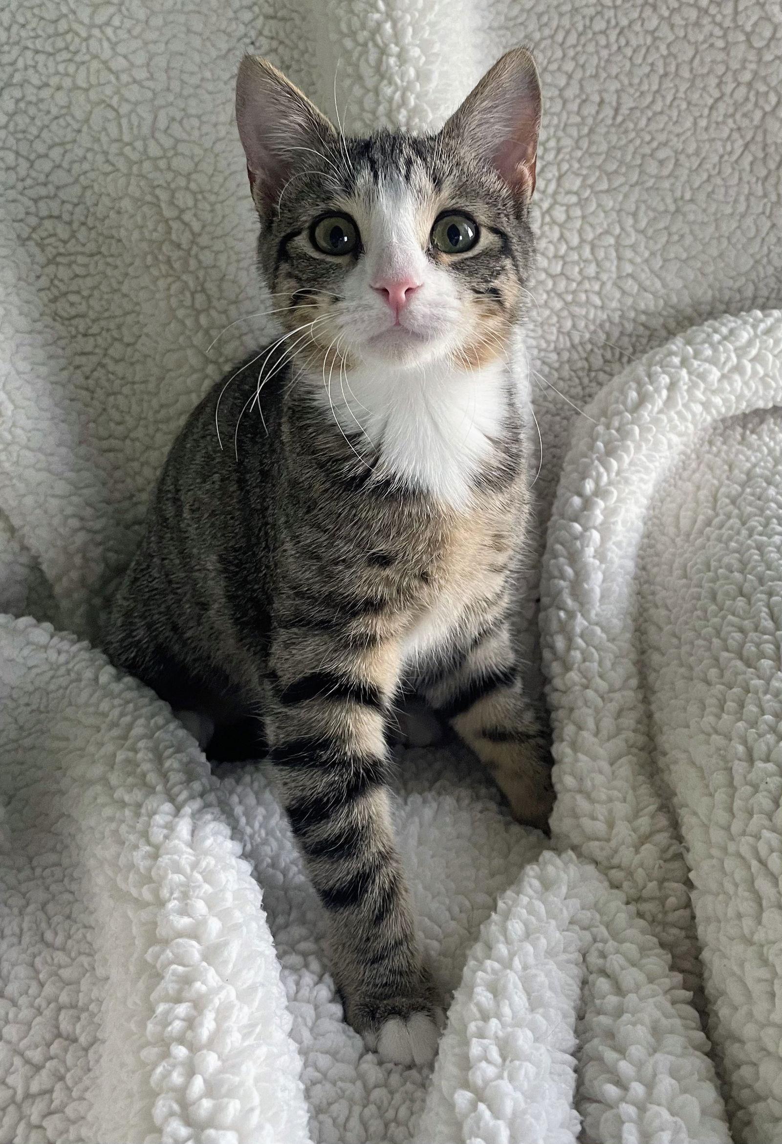 Sally Kitten — thumbnail 2