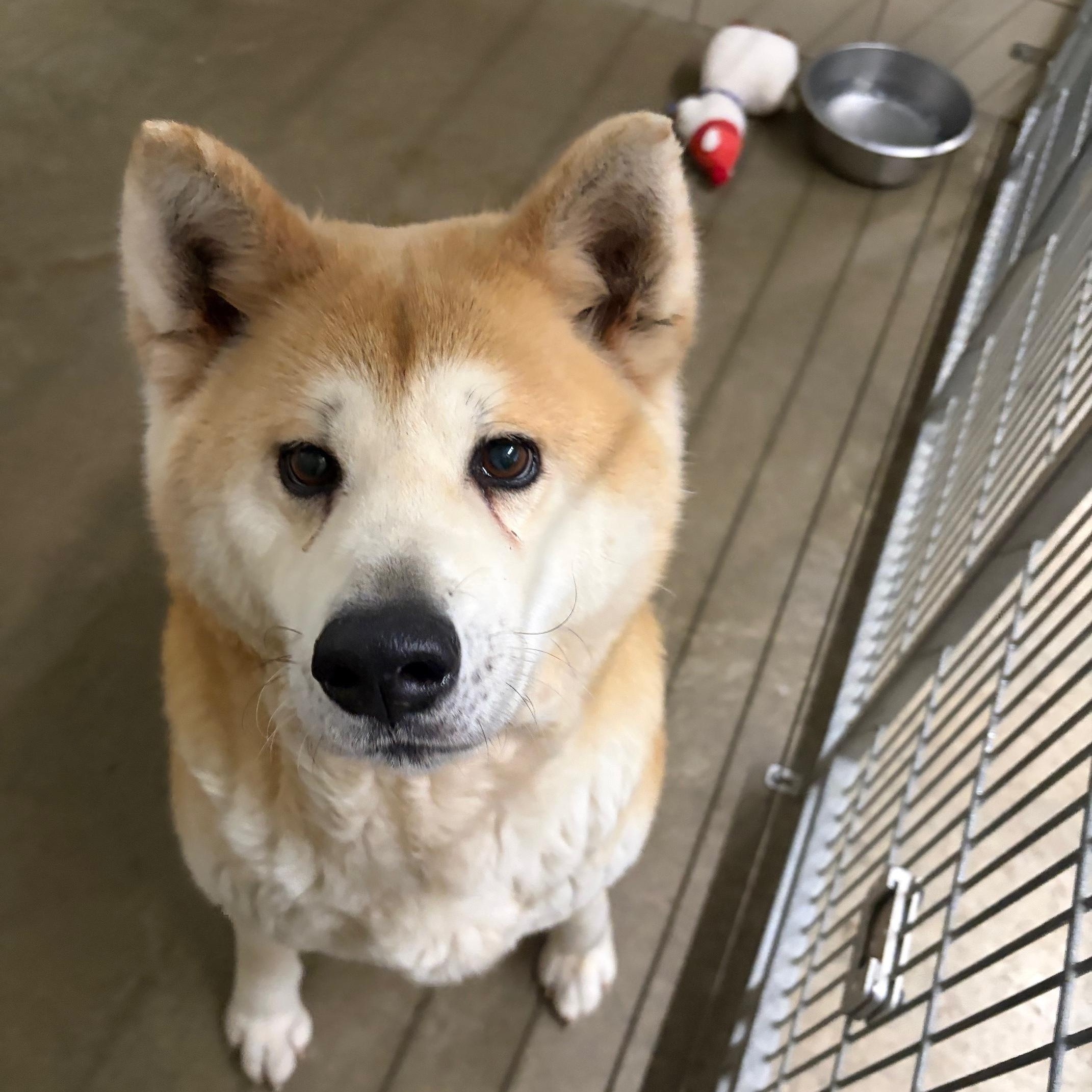 Enlarge Pearl, an adopted mixed breed in Seneca, PA image 1/1