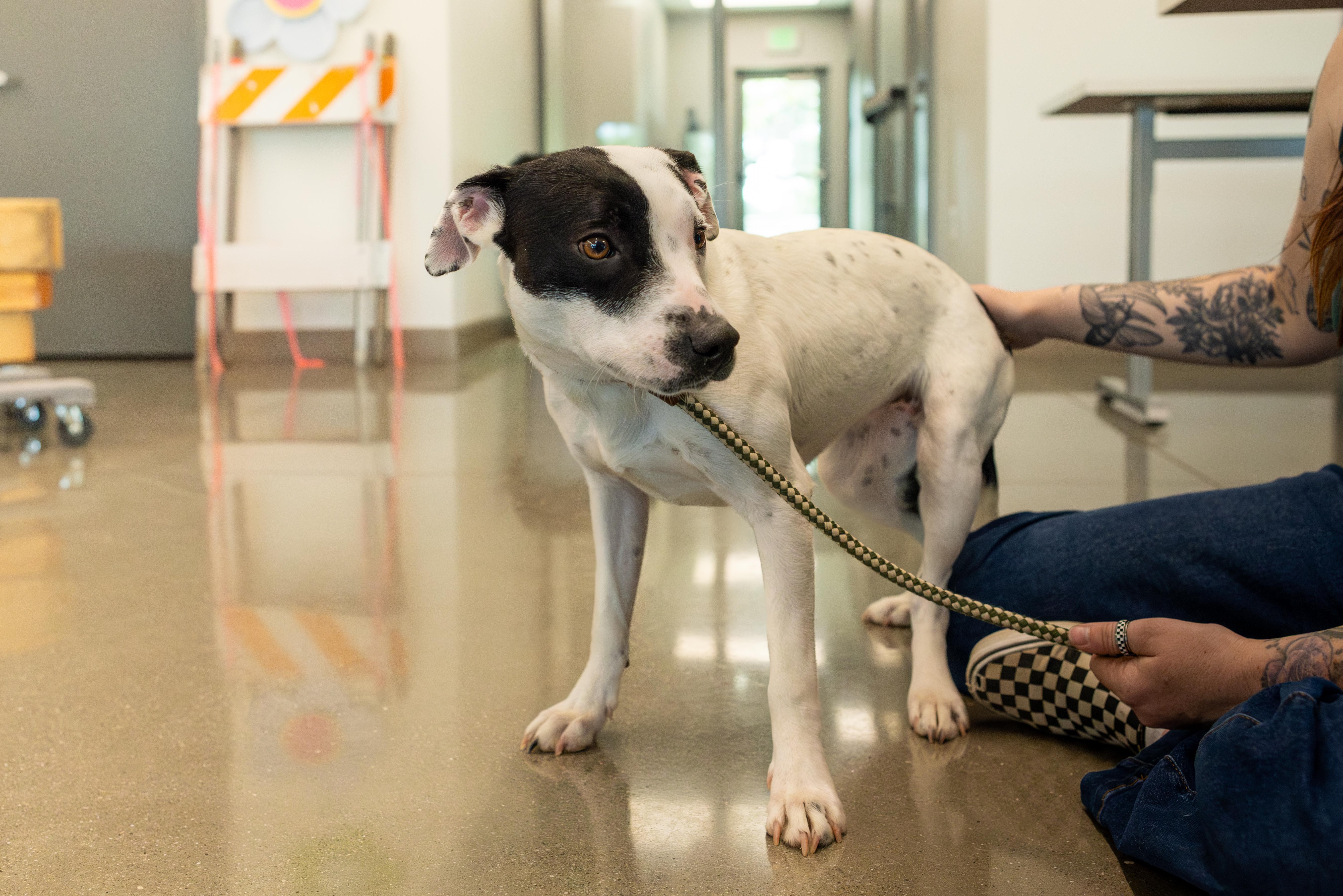 Bubbles, Adoptable, Young Female Pit Bull Terrier & Australian Cattle Dog / Blue Heeler.
