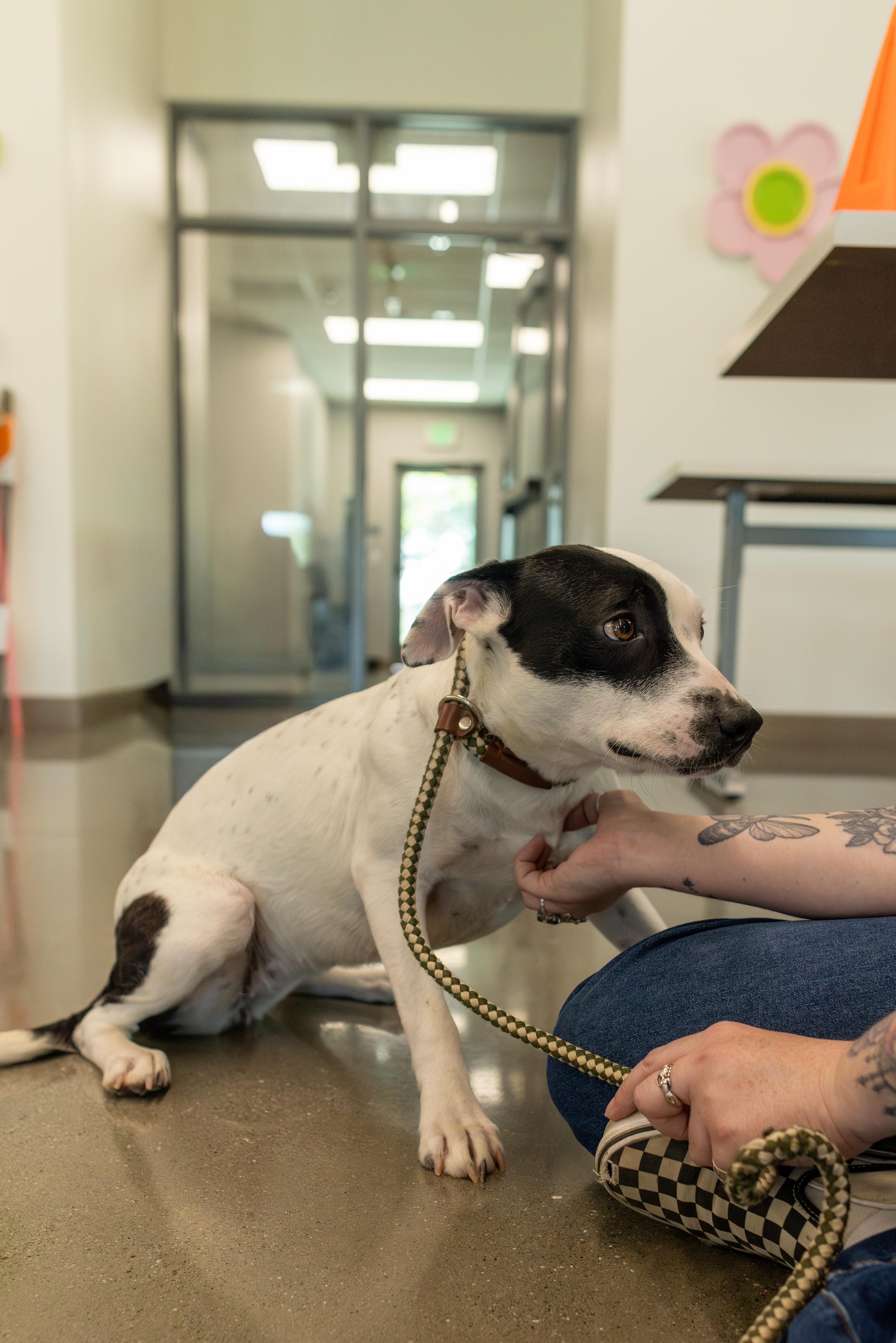 Bubbles, a Adoptable mixed breed in Chico, CA image 2/6