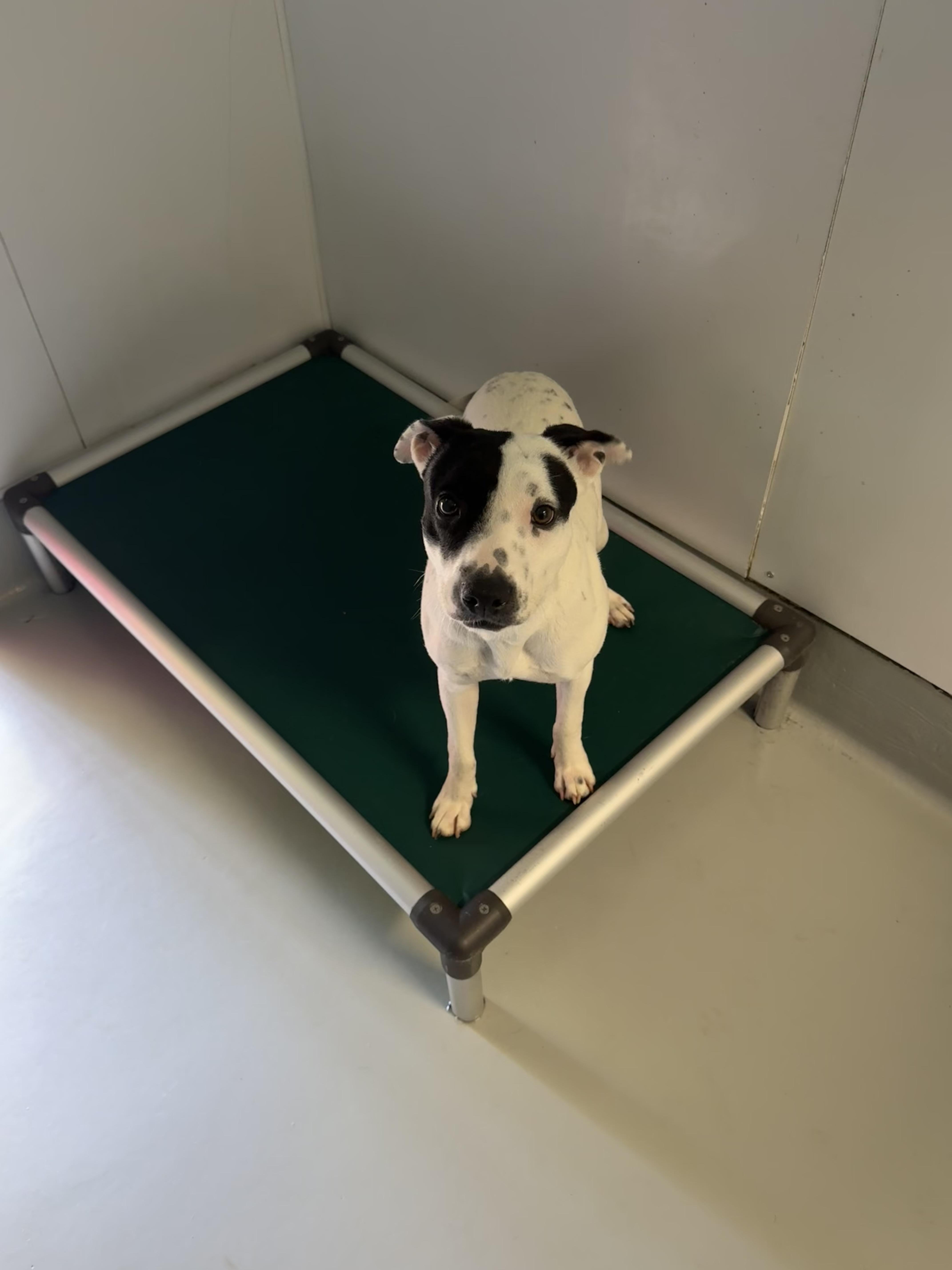 Bubbles, a Adoptable mixed breed in Chico, CA image 3/6