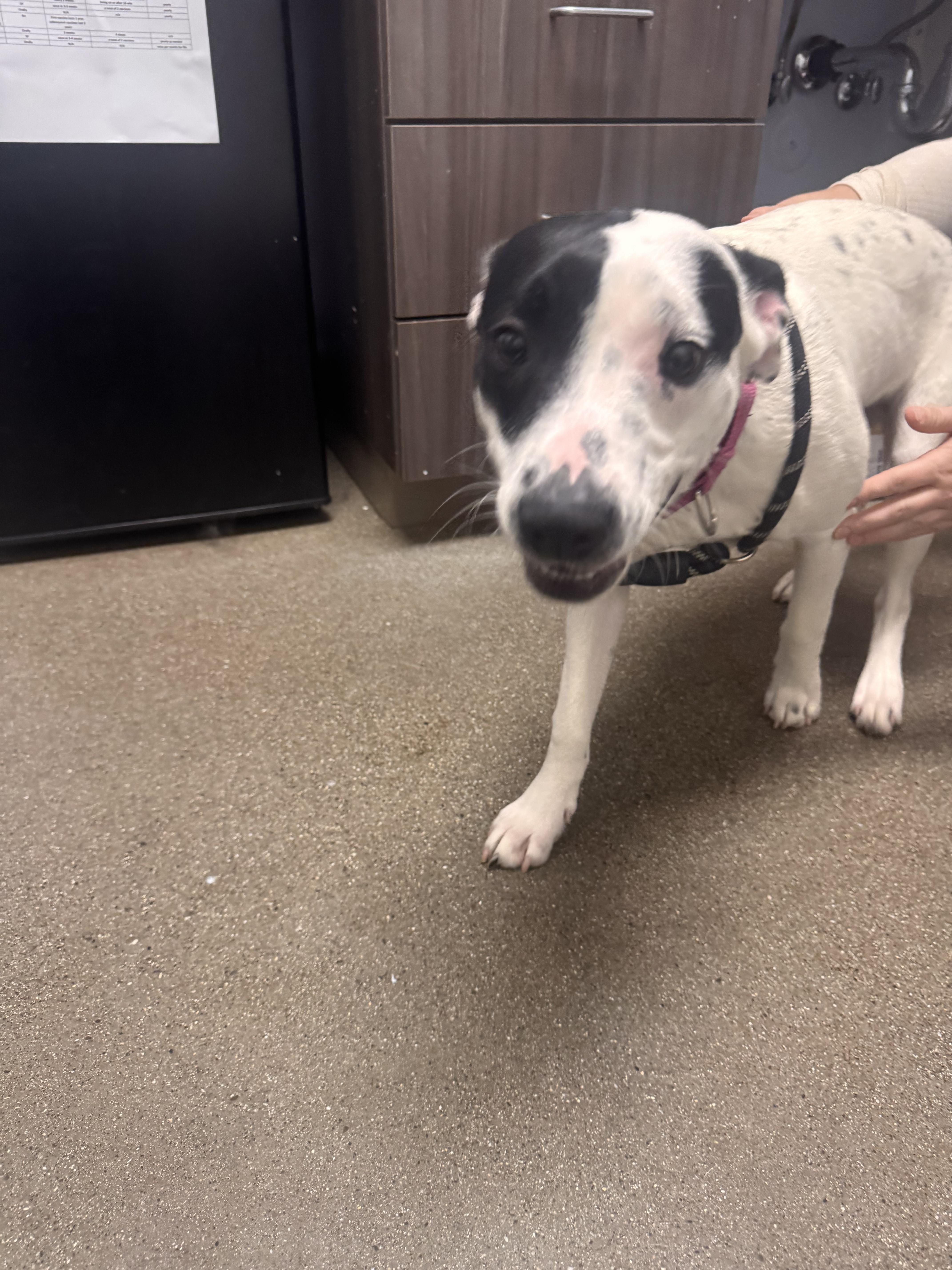 Bubbles, a Adoptable mixed breed in Chico, CA image 4/6