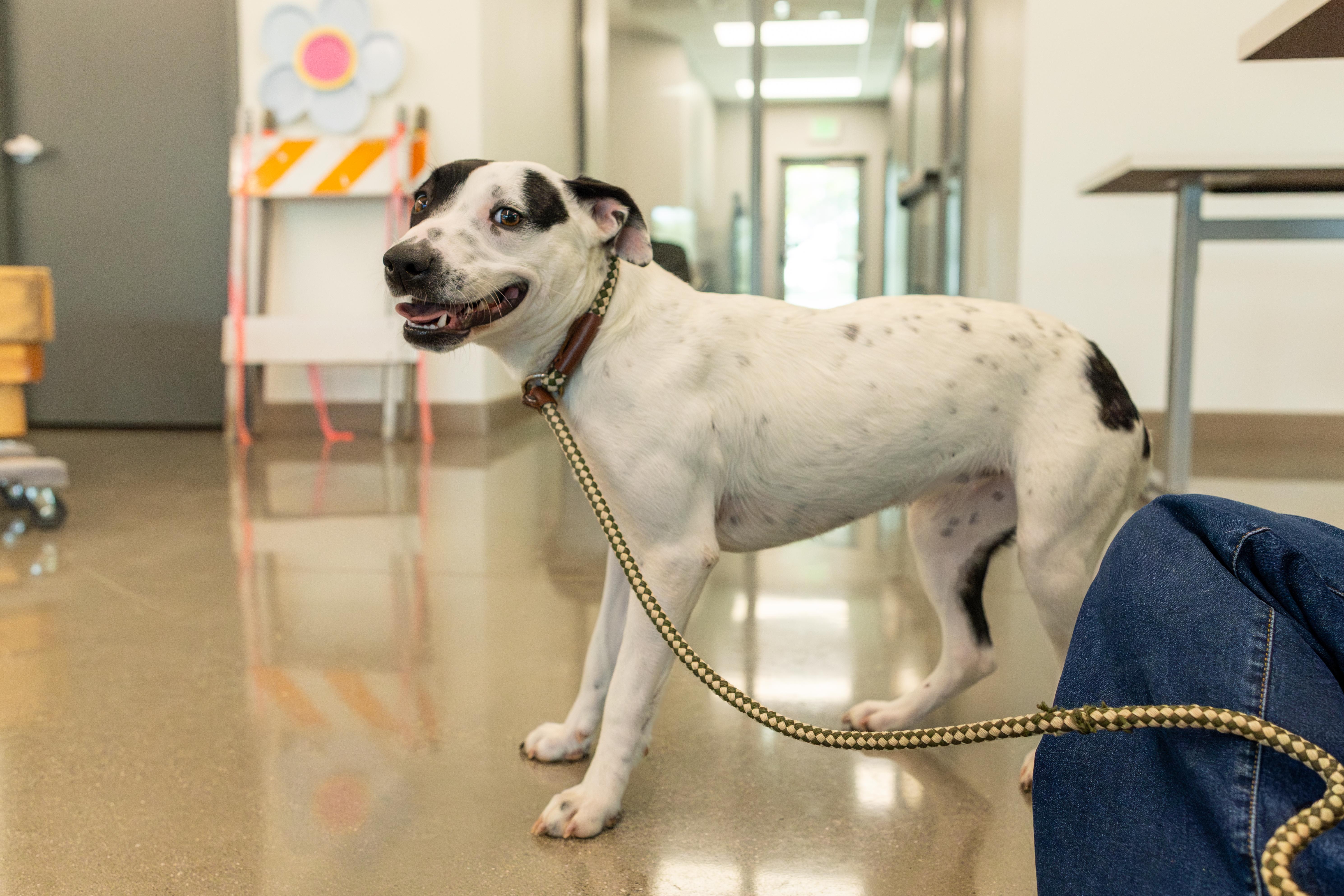 Bubbles, a Adoptable mixed breed in Chico, CA image 5/6