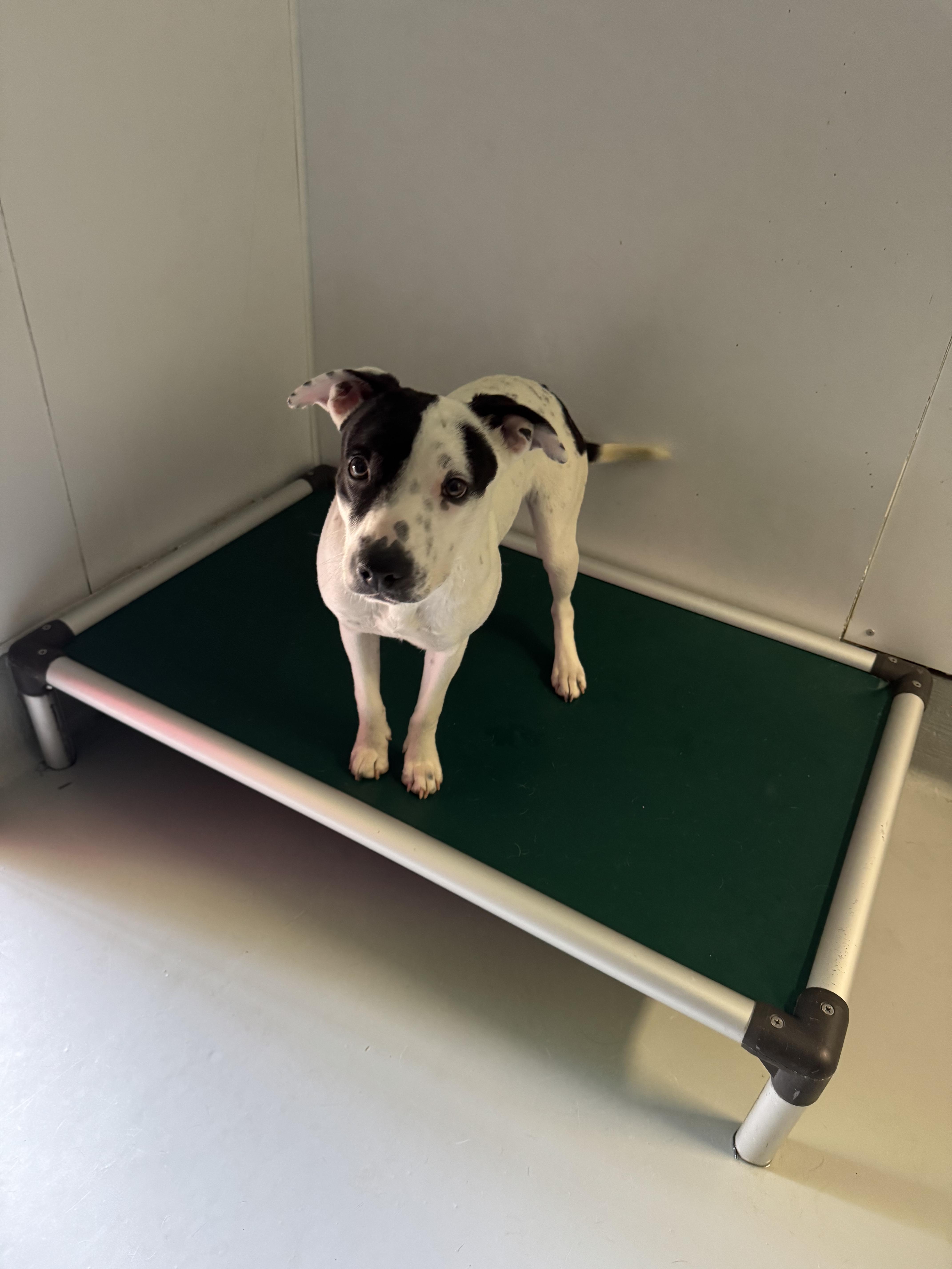 Bubbles, a Adoptable mixed breed in Chico, CA image 6/6