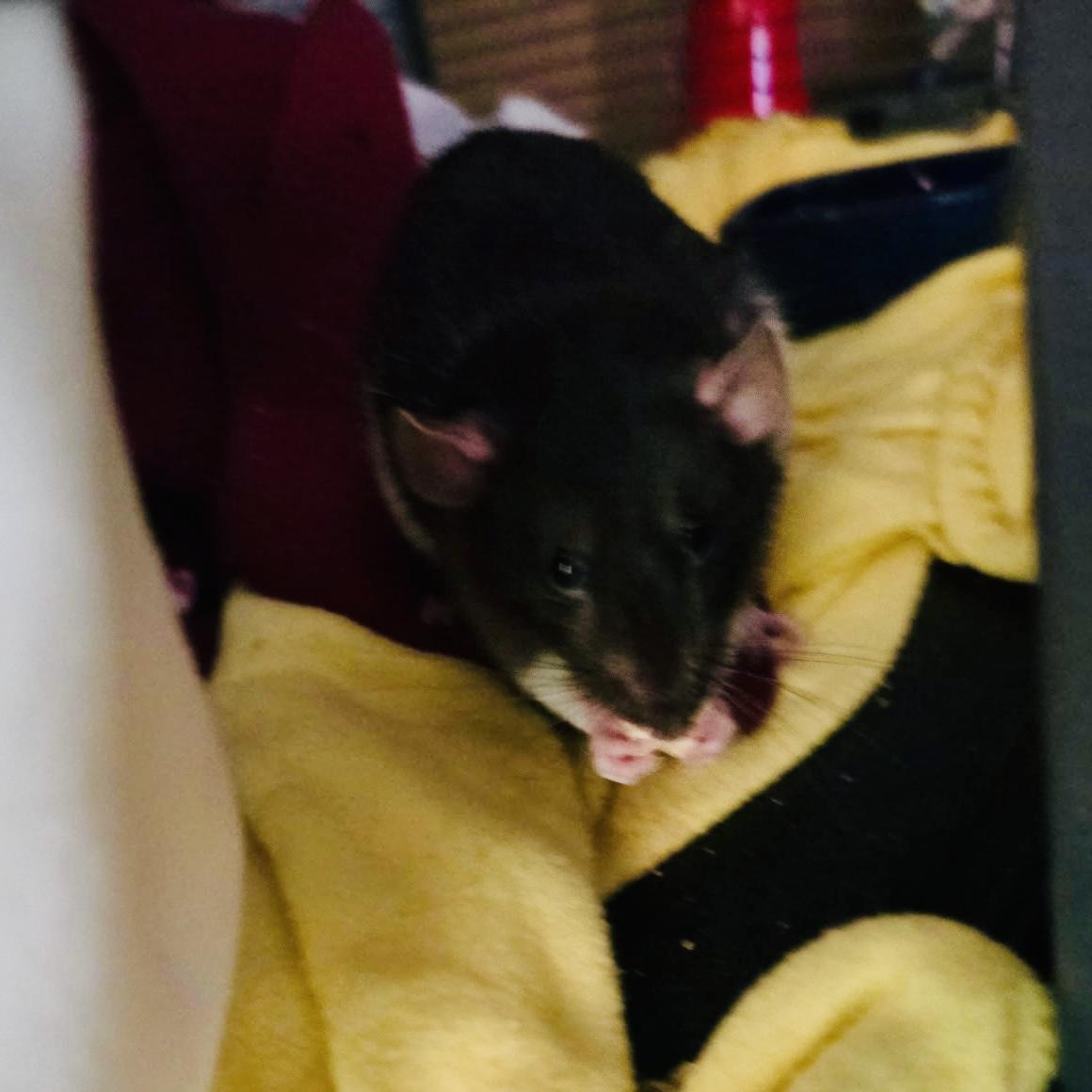 Enlarge Cookie & Doris, a ADOPTABLE Rat in Norcross, GA image 3/6