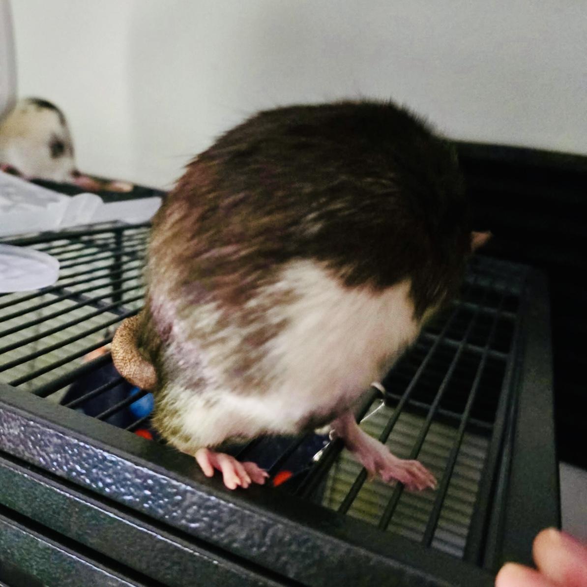 Enlarge Cookie & Doris, a ADOPTABLE Rat in Norcross, GA image 6/6