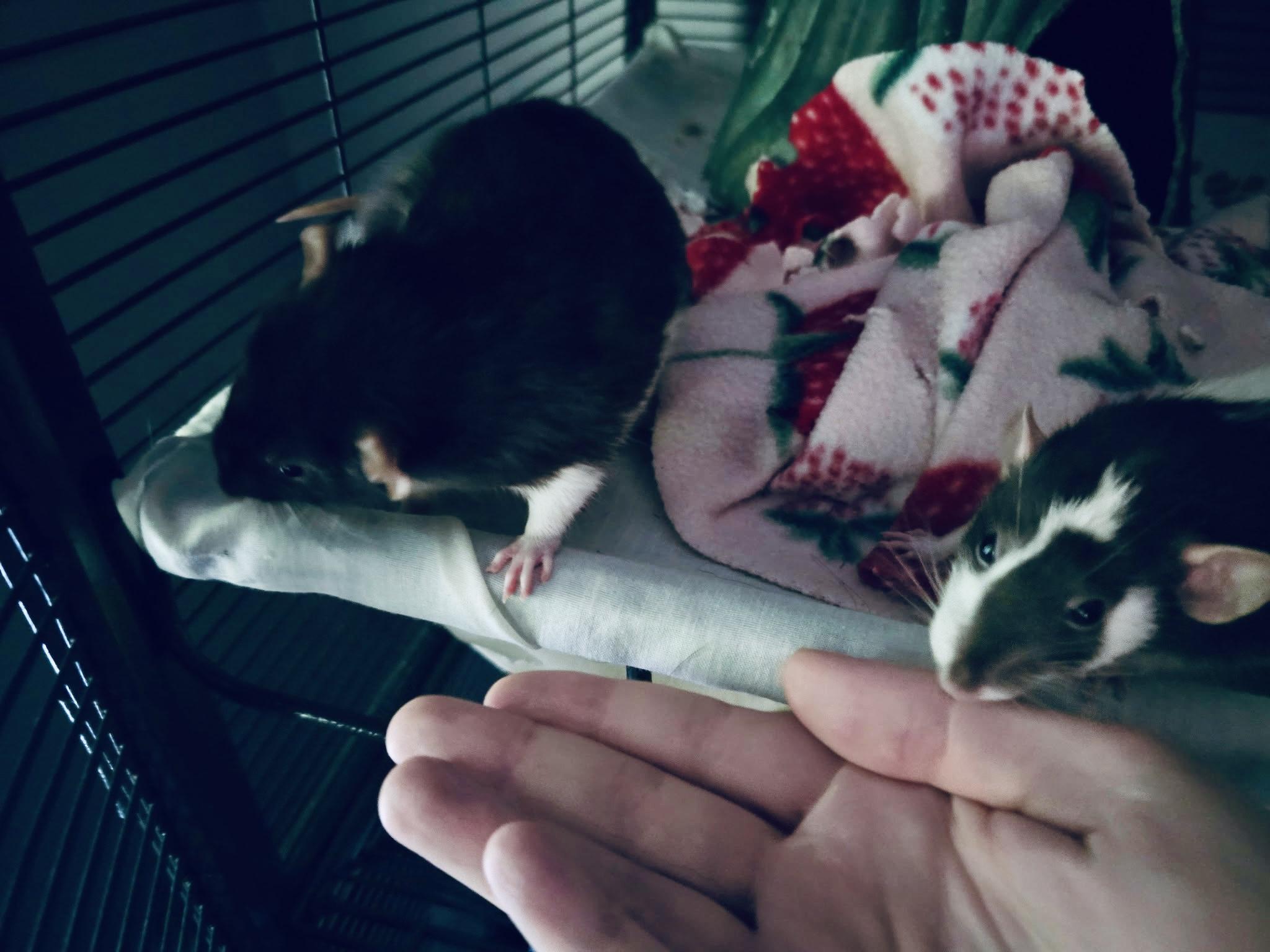 Enlarge Cookie & Doris, a ADOPTABLE Rat in Norcross, GA image 2/6
