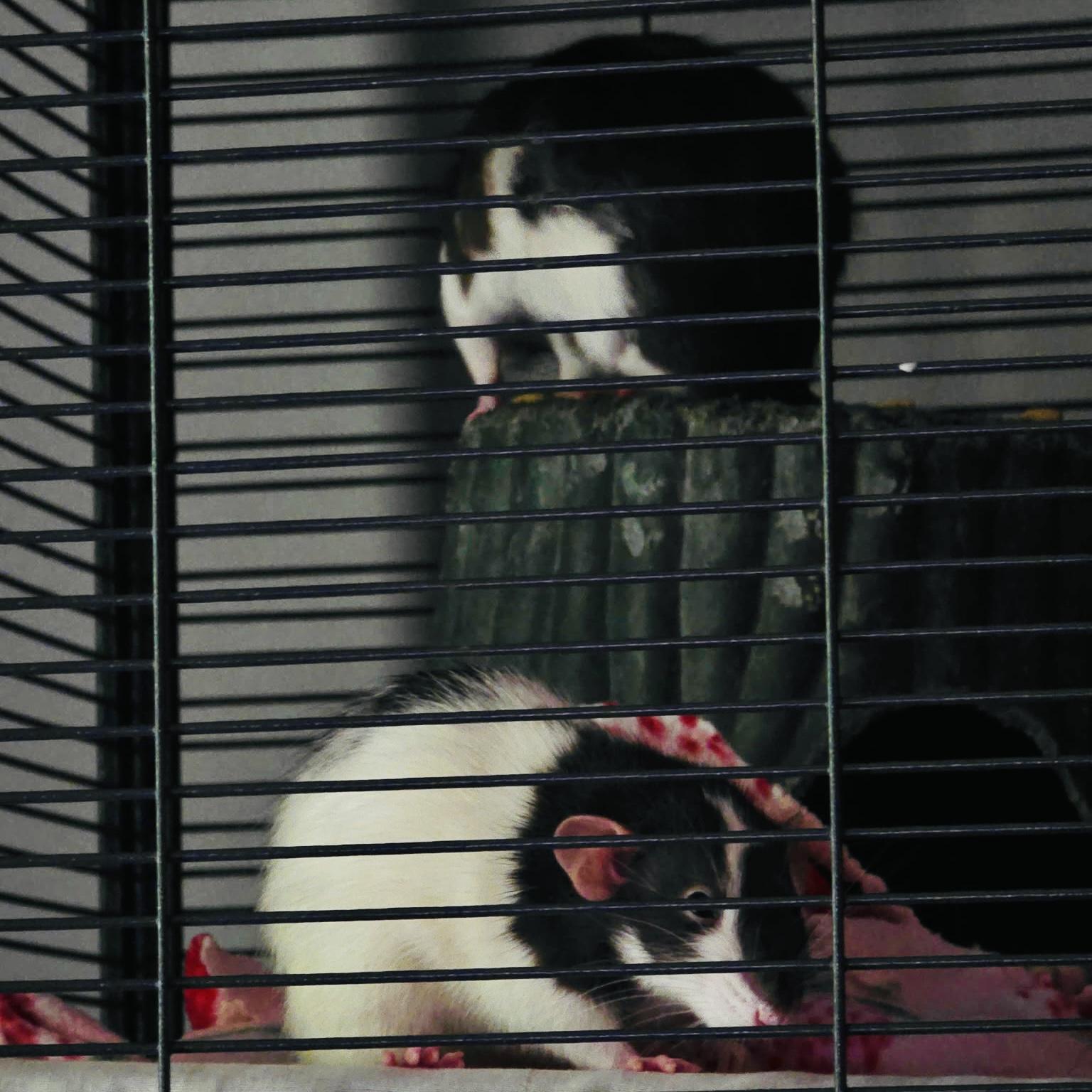 Enlarge Cookie & Doris, a ADOPTABLE Rat in Norcross, GA image 5/6