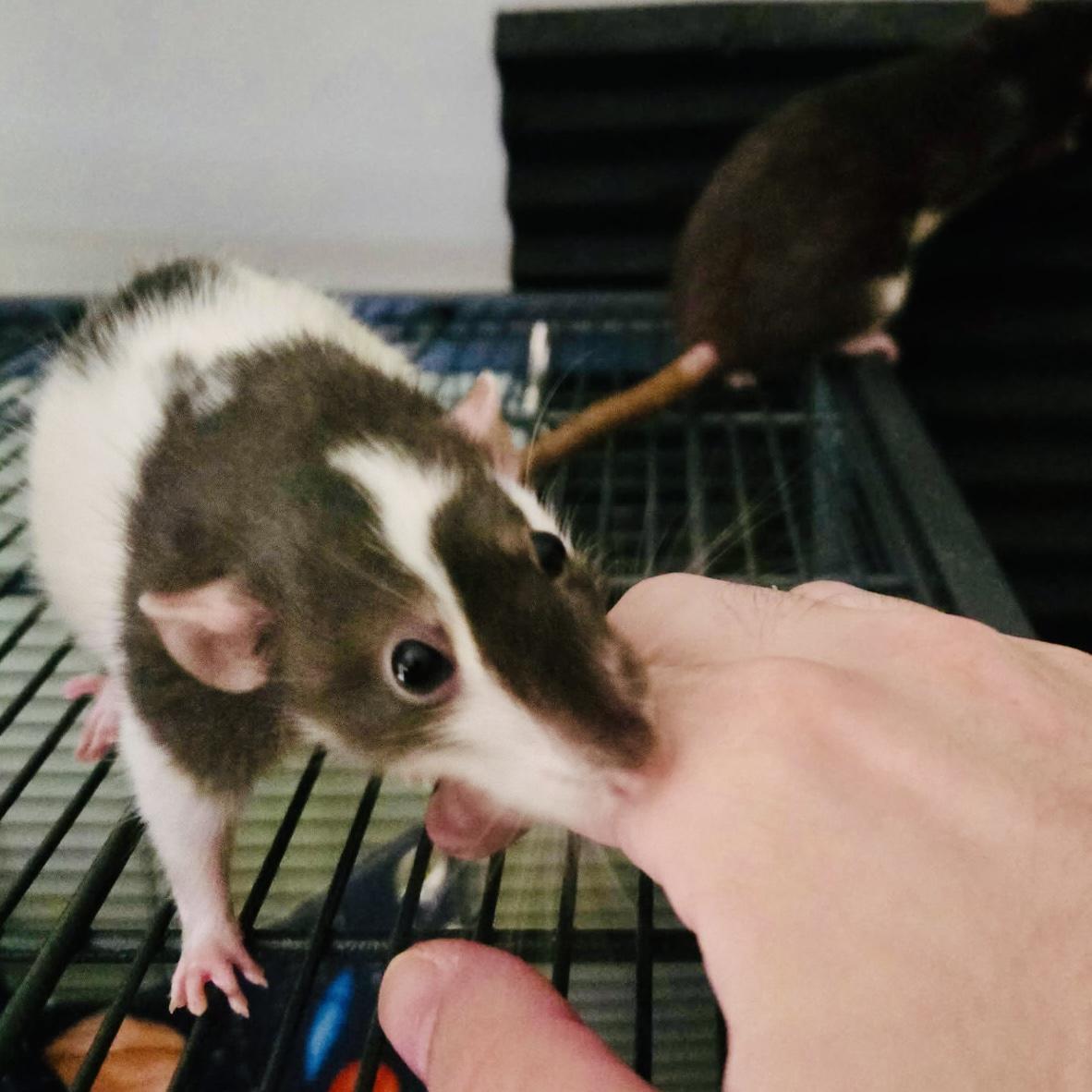 Cookie & Doris, ADOPTABLE, Young Female Rat.