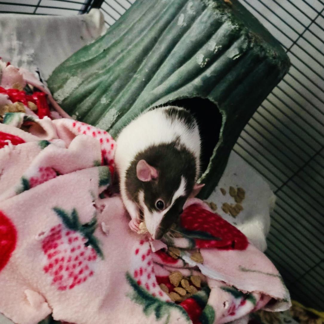 Enlarge Cookie & Doris, a ADOPTABLE Rat in Norcross, GA image 4/6