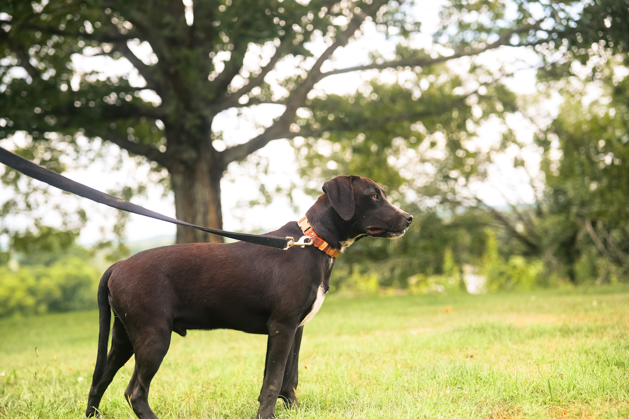 Enlarge Jim, a Adoptable mixed breed in Gradyville, KY image 3/6