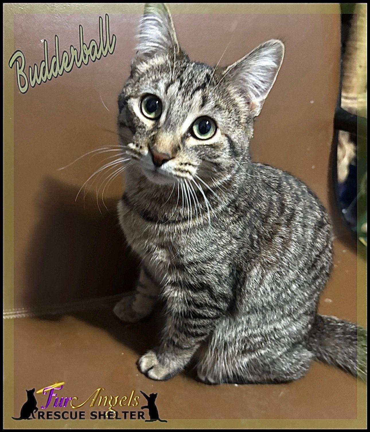Enlarge Budderball, an adopted Domestic Short Hair in Toledo, OH image 1/2