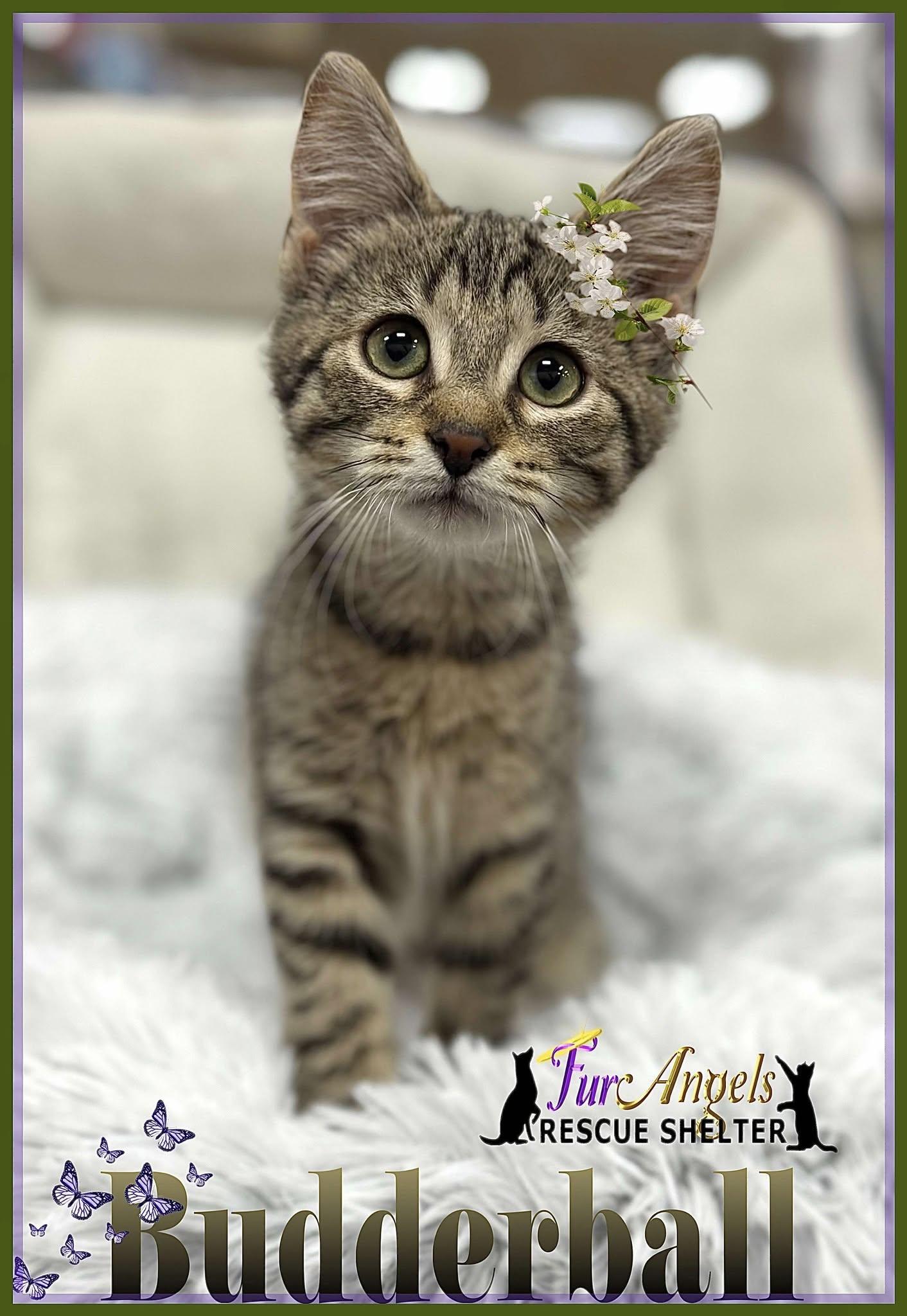 Budderball, Adoptable, Kitten Female Domestic Short Hair.