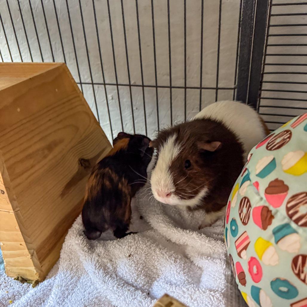 Enlarge David *Bonded w/ Dorian*, a Adoptable Guinea Pig in Kennebunk, ME image 1/6