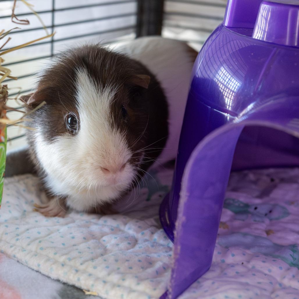 David, Adoptable, Adult Male Guinea Pig.