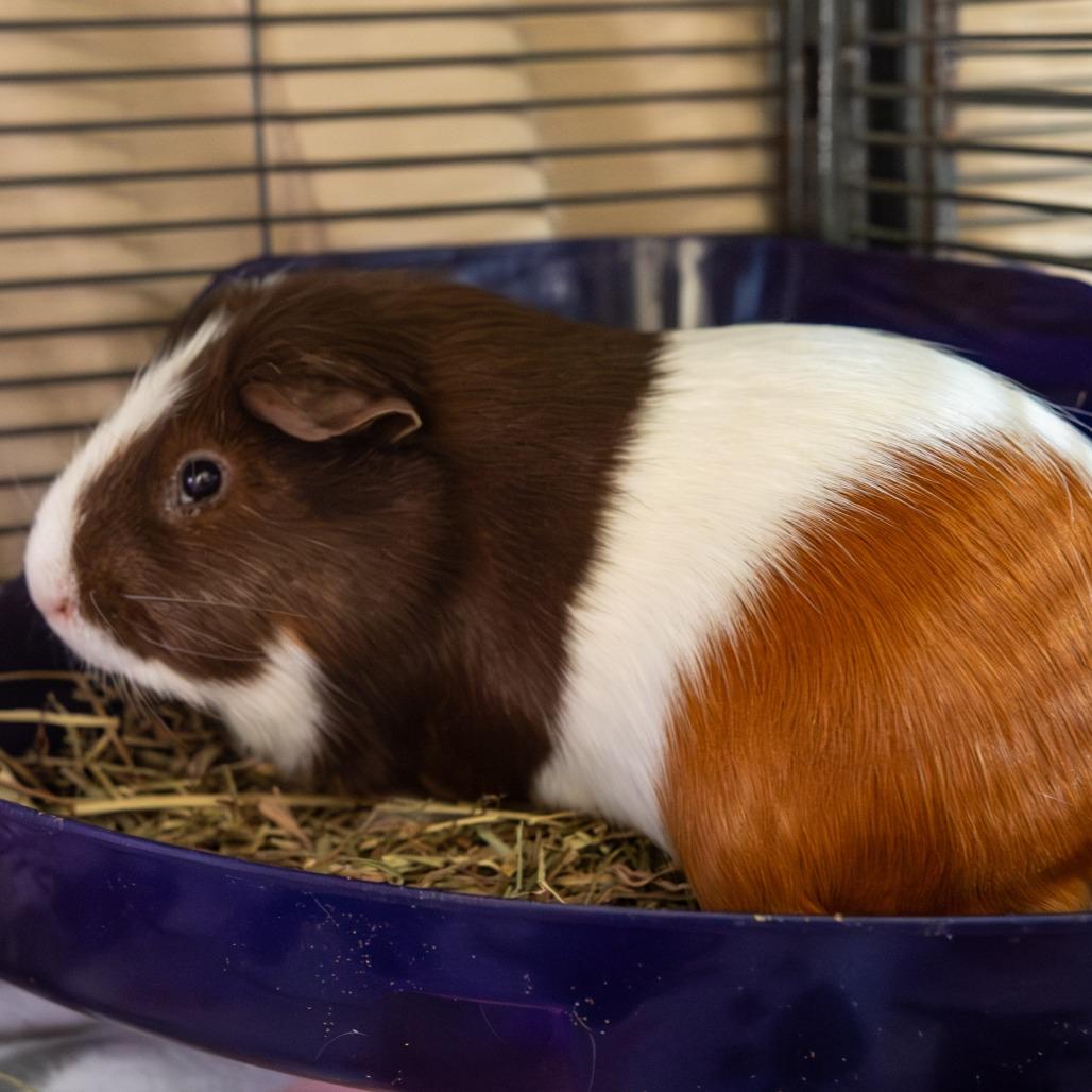 Enlarge David, a Adoptable Guinea Pig in Kennebunk, ME image 2/5