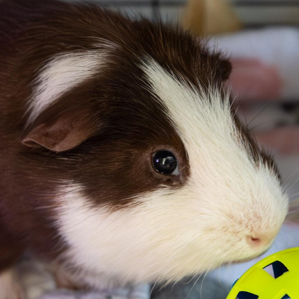 Enlarge David, a Adoptable Guinea Pig in Kennebunk, ME image 3/5