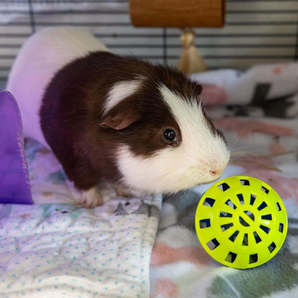 Enlarge David, a Adoptable Guinea Pig in Kennebunk, ME image 4/5