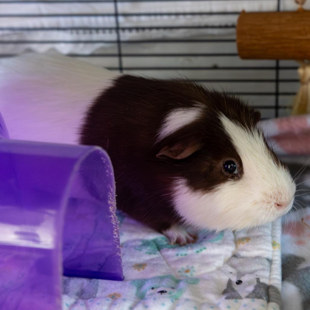 Enlarge David, a Adoptable Guinea Pig in Kennebunk, ME image 5/5