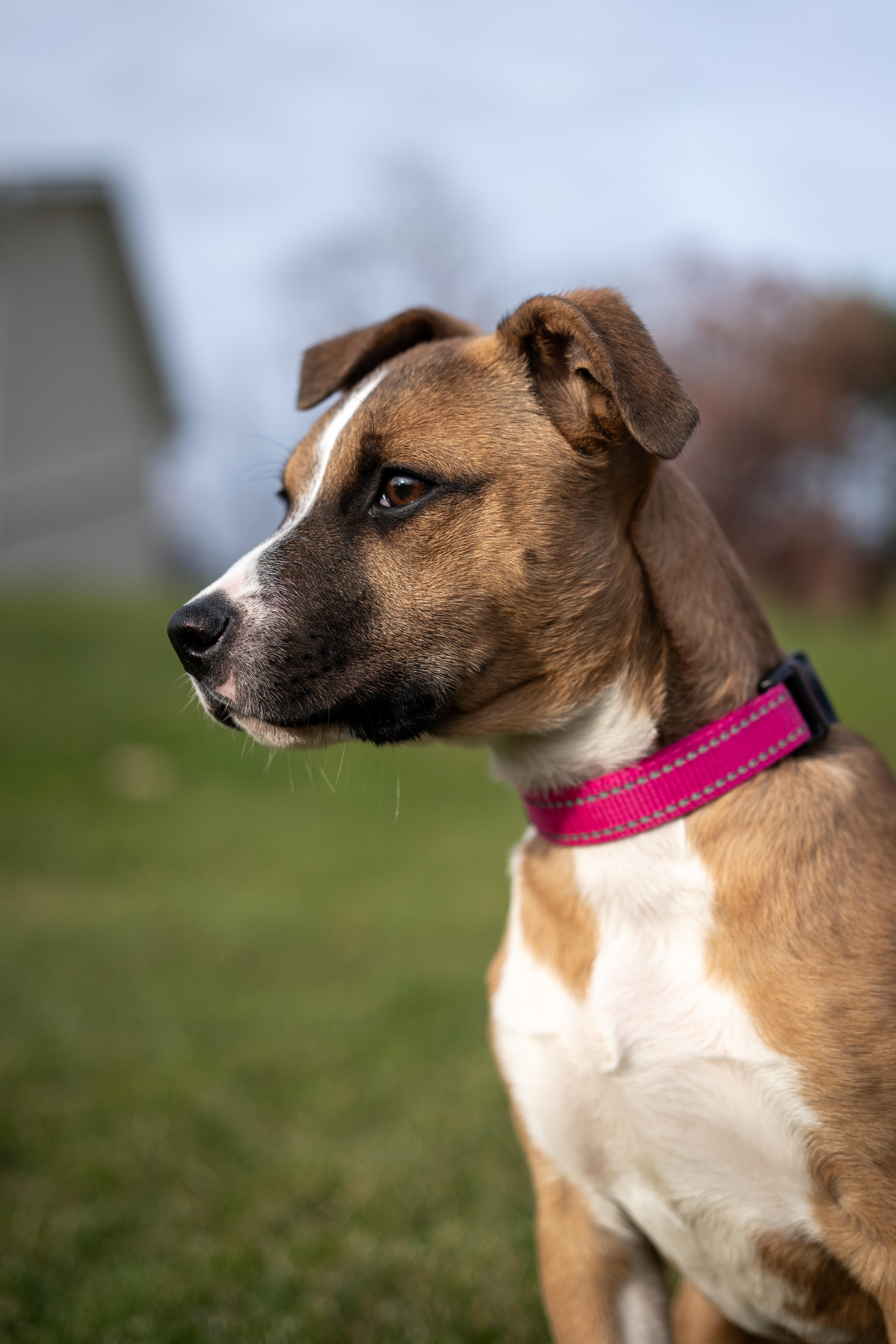 June - one ear up, one ear down!