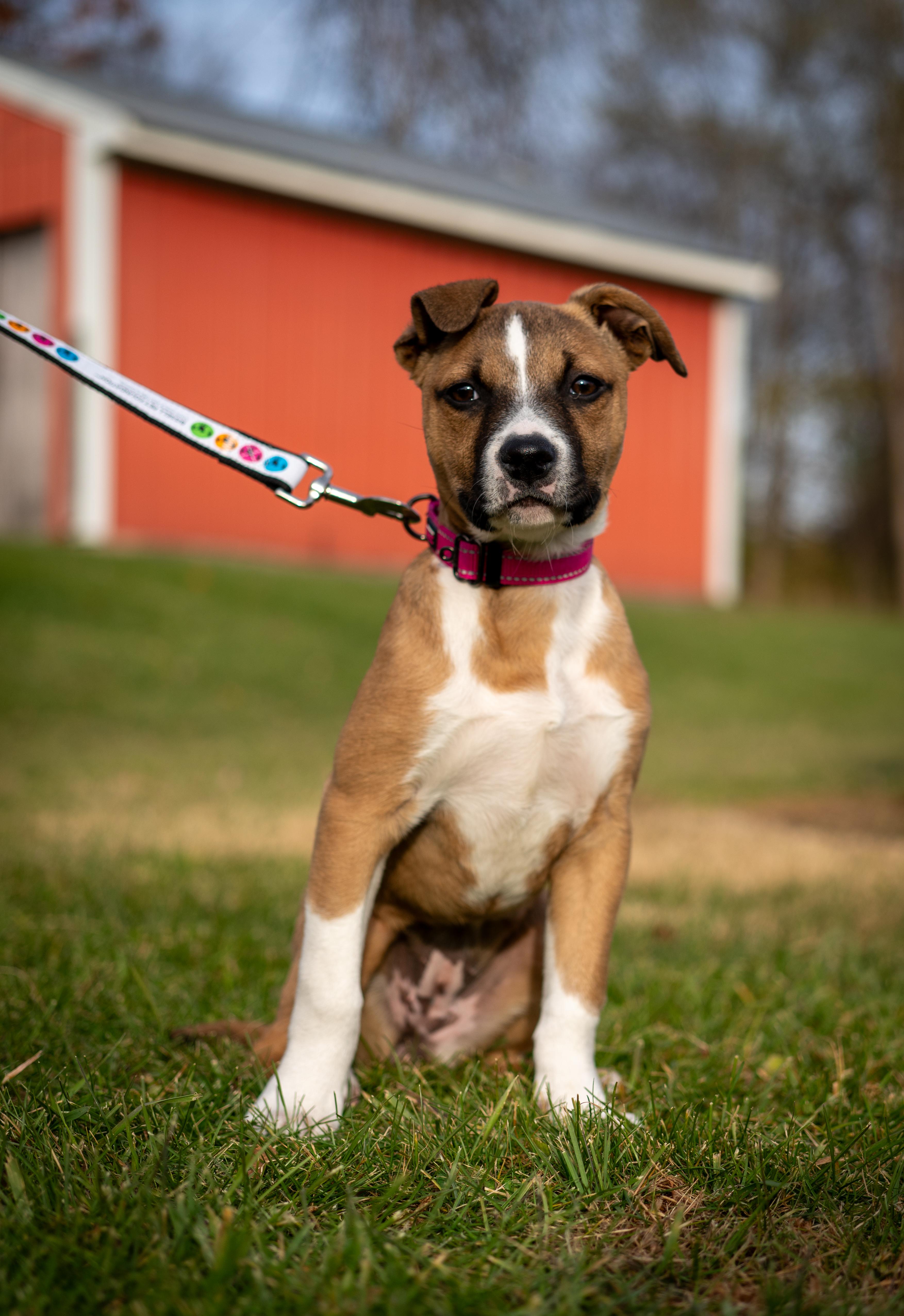 June - one ear up, one ear down!