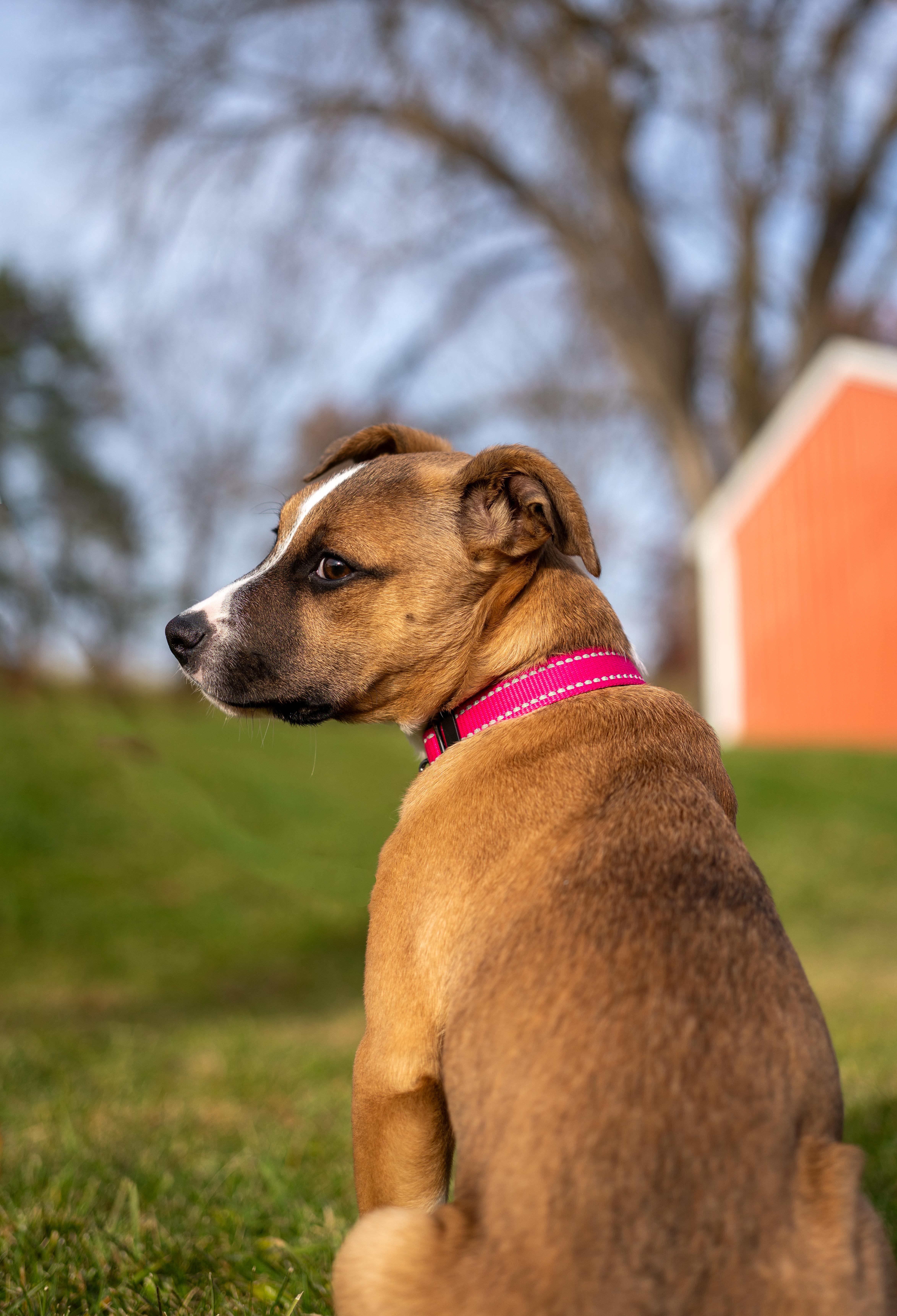 June - one ear up, one ear down!