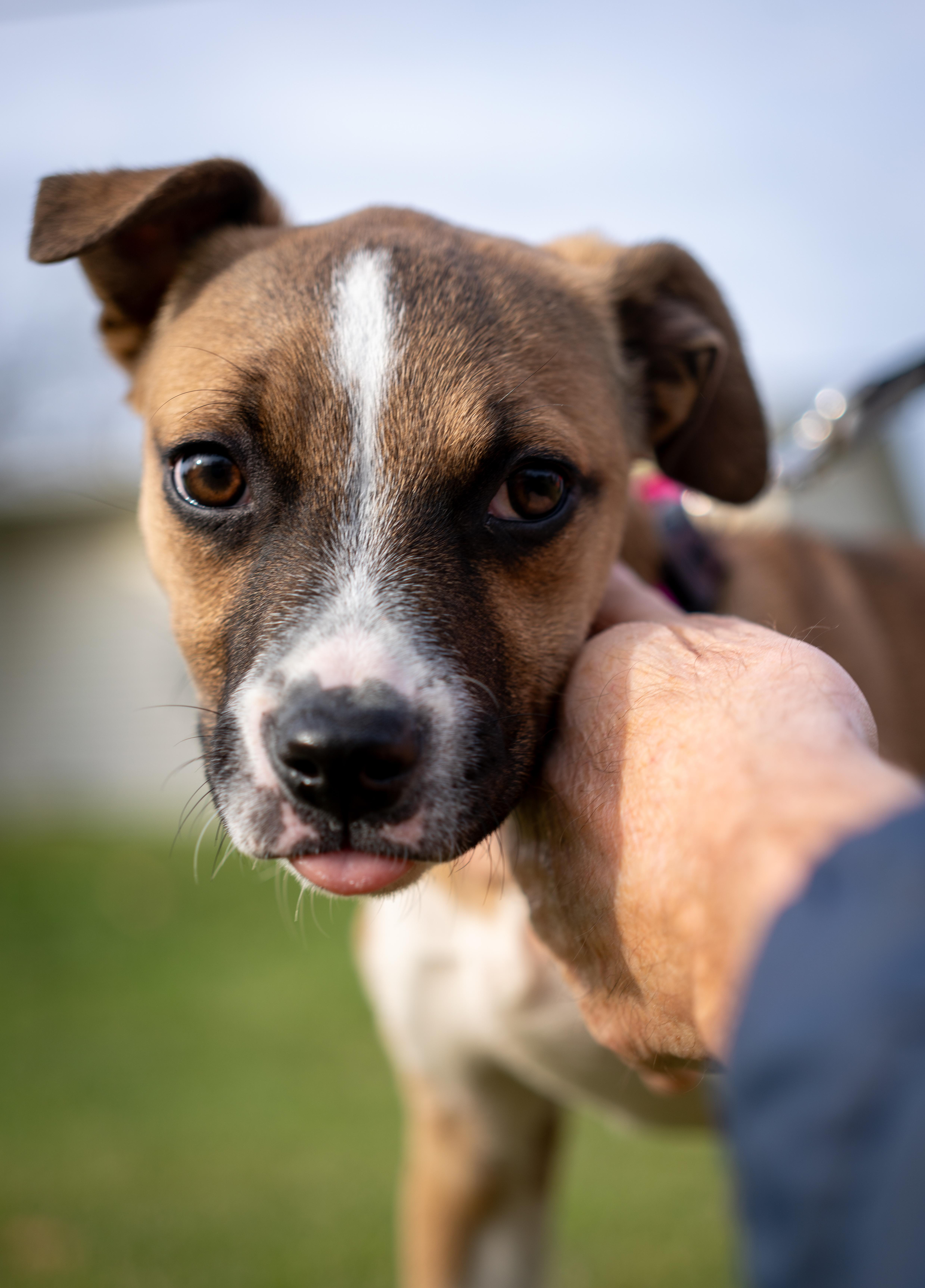 June - one ear up, one ear down!