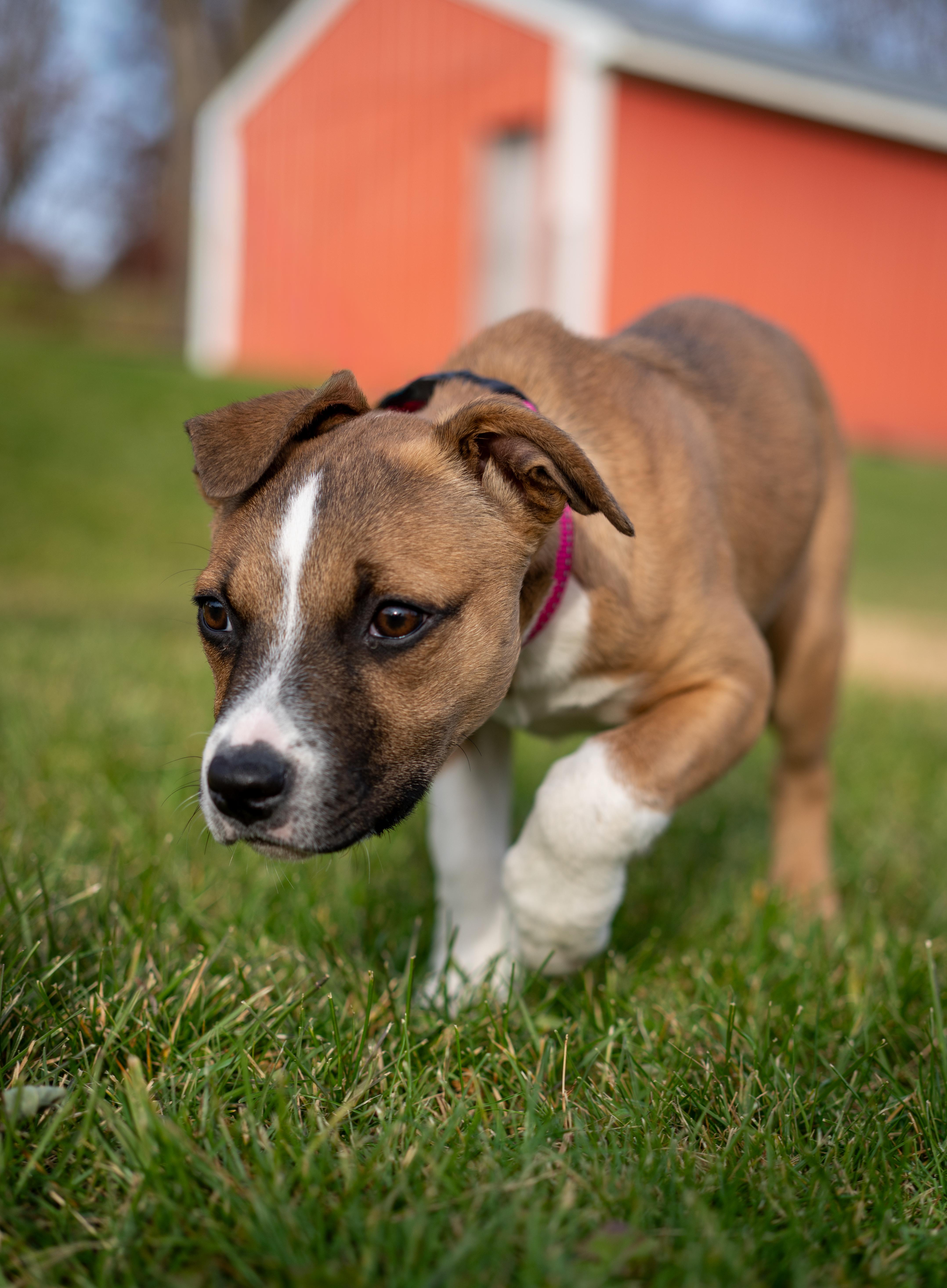 June - one ear up, one ear down!