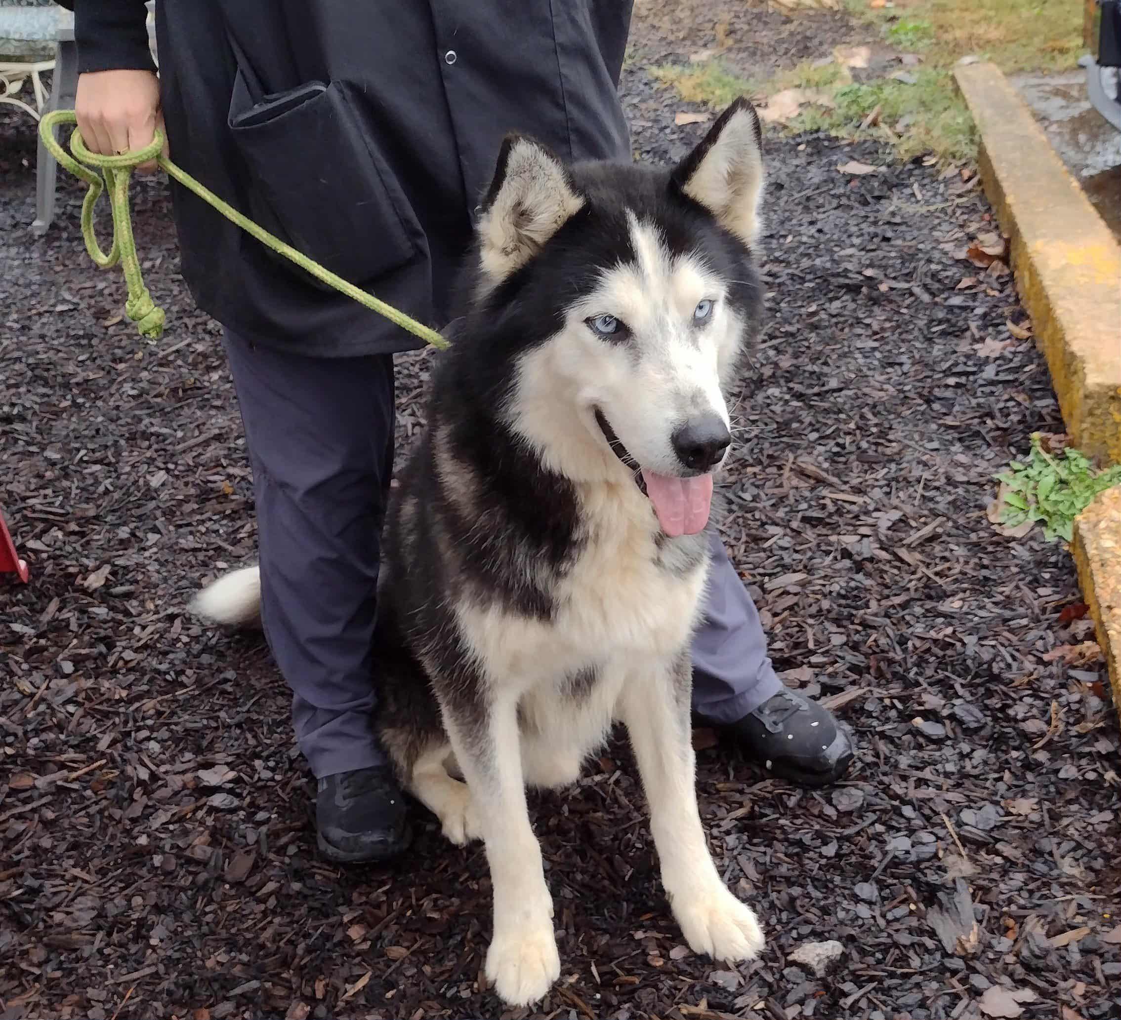 Nuka, Adoptable, Adult Male Siberian Husky.