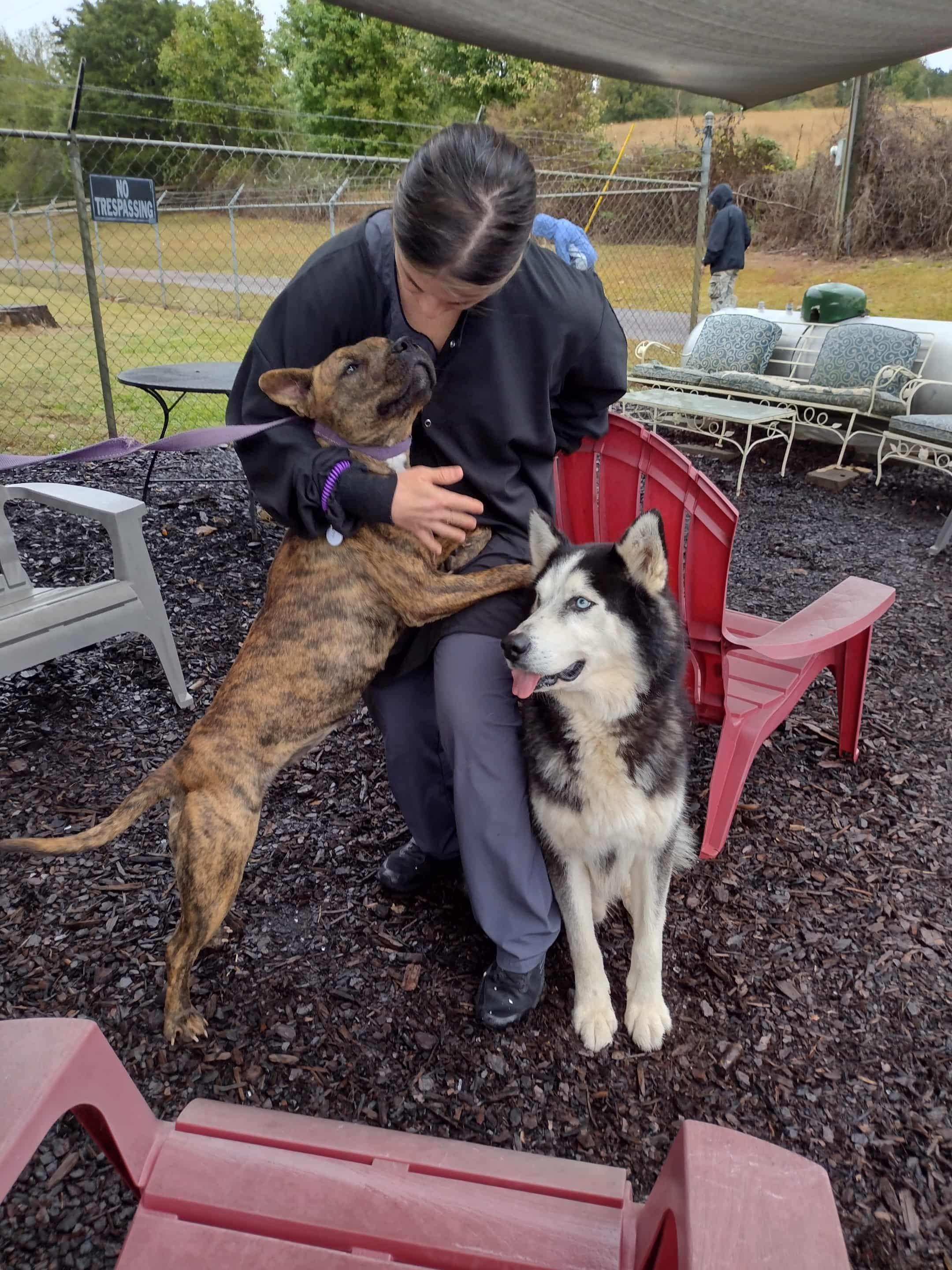 Nuka, a Adoptable Siberian Husky in Cumming, GA image 5/5