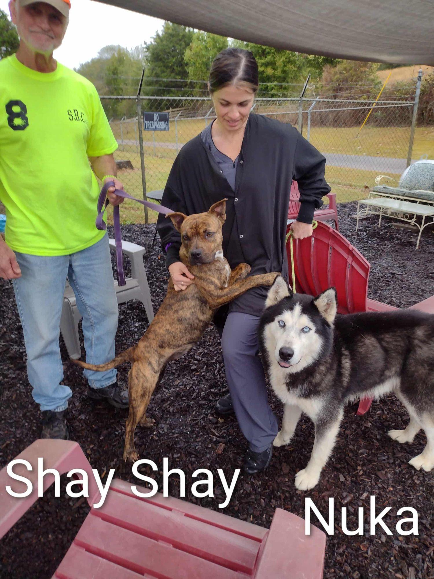 Nuka, a Adoptable Siberian Husky in Cumming, GA image 4/5