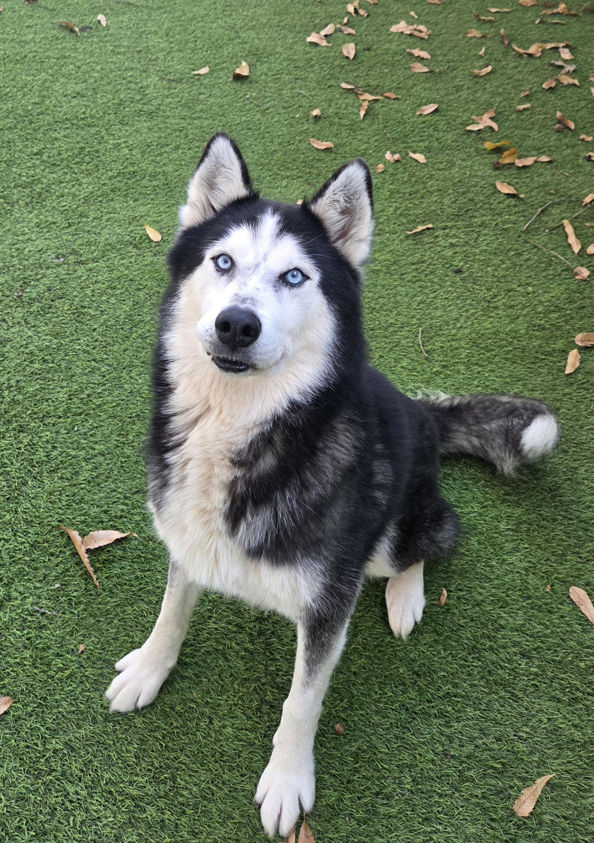 Nuka, a Adoptable Siberian Husky in Cumming, GA image 2/5