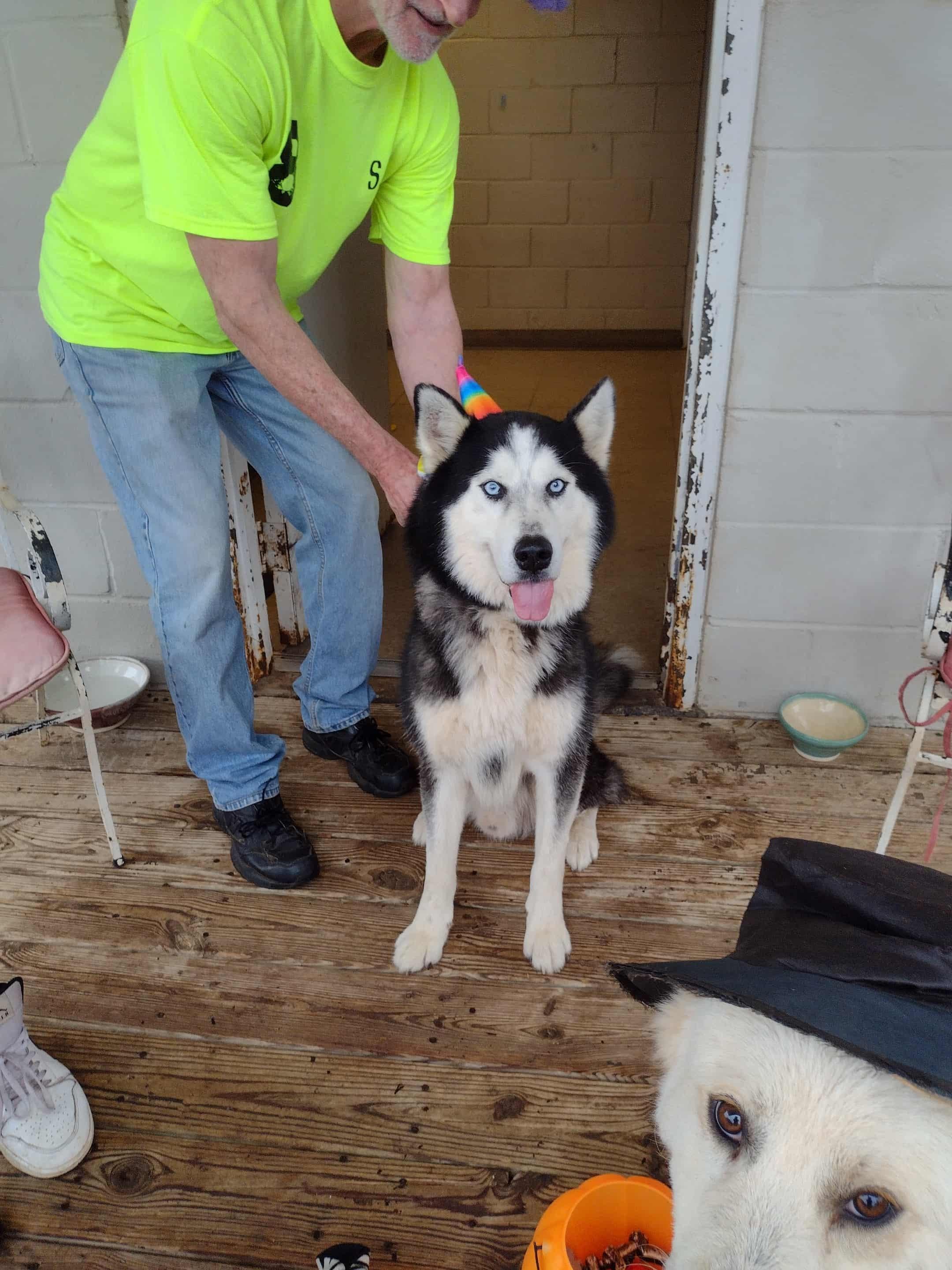 Nuka, a Adoptable Siberian Husky in Cumming, GA image 3/5