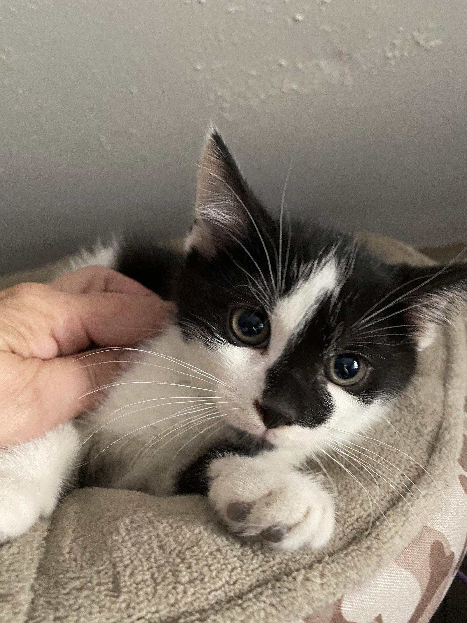 Enlarge Reid, a Adoptable Domestic Short Hair in Louisville, KY image 1/1