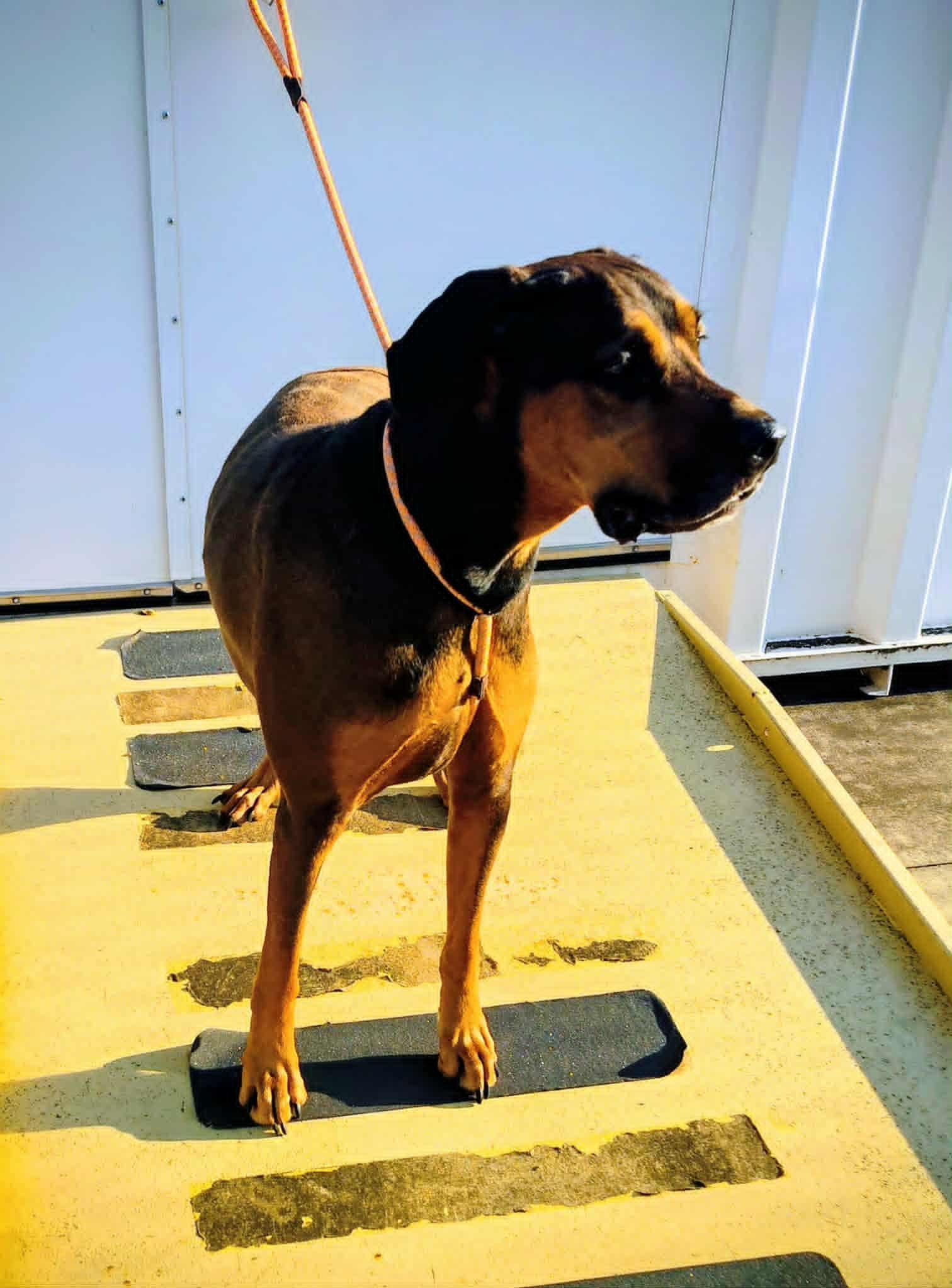 Clyde, Adoptable, Adult Male Cane Corso & Doberman Pinscher.