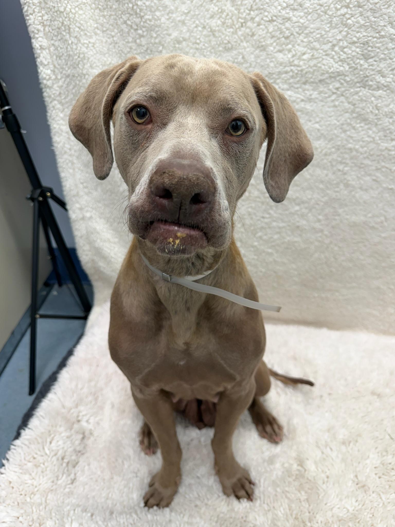 Meadow Tag 695, ADOPTABLE, Young Female Weimaraner.