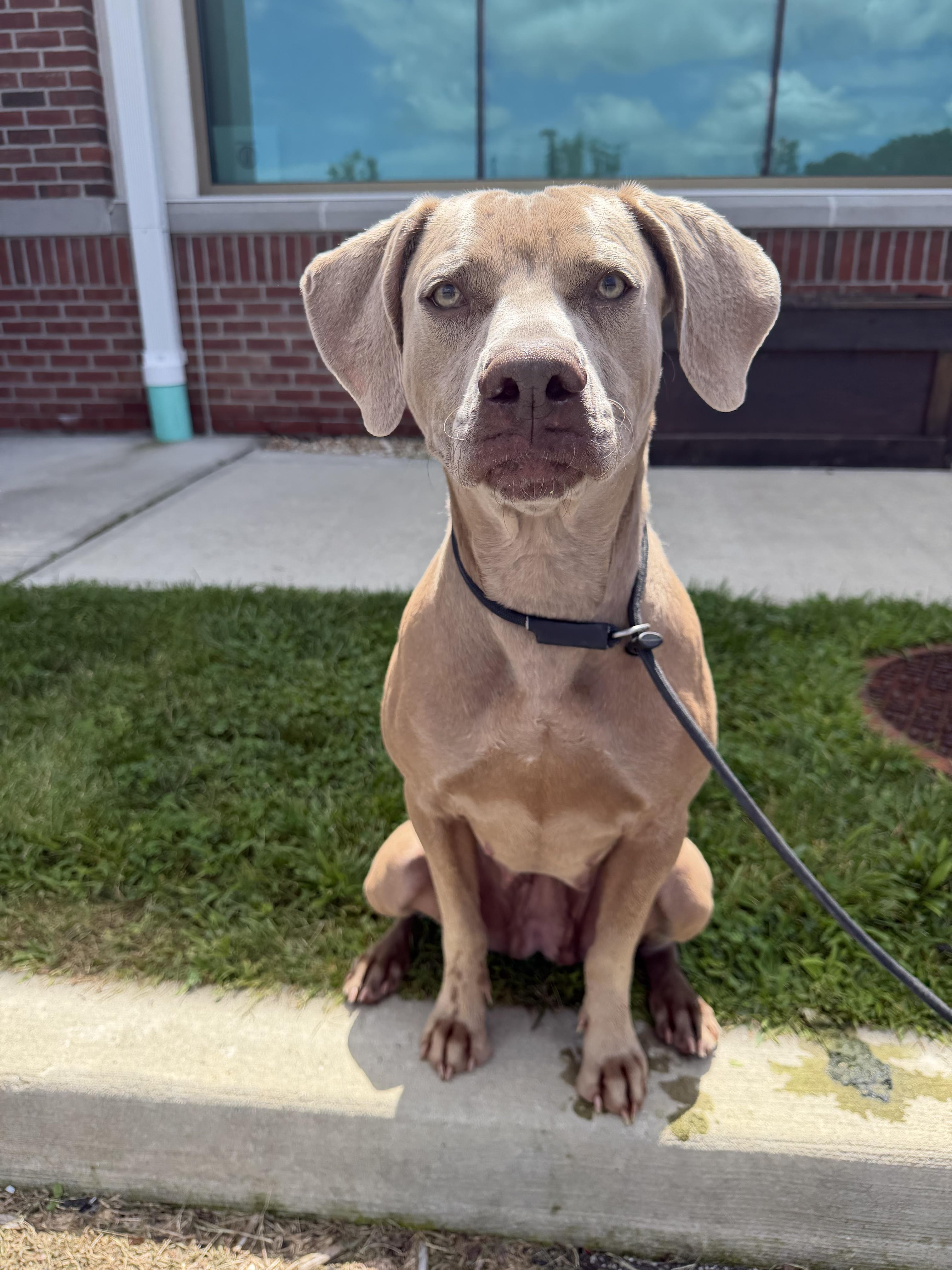 Enlarge Meadow Tag 695, a ADOPTABLE mixed breed in Central Islip, NY image 1/2