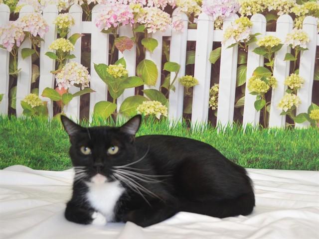 Enlarge CHANEL, a Adoptable mixed breed in Oroville, CA image 1/1