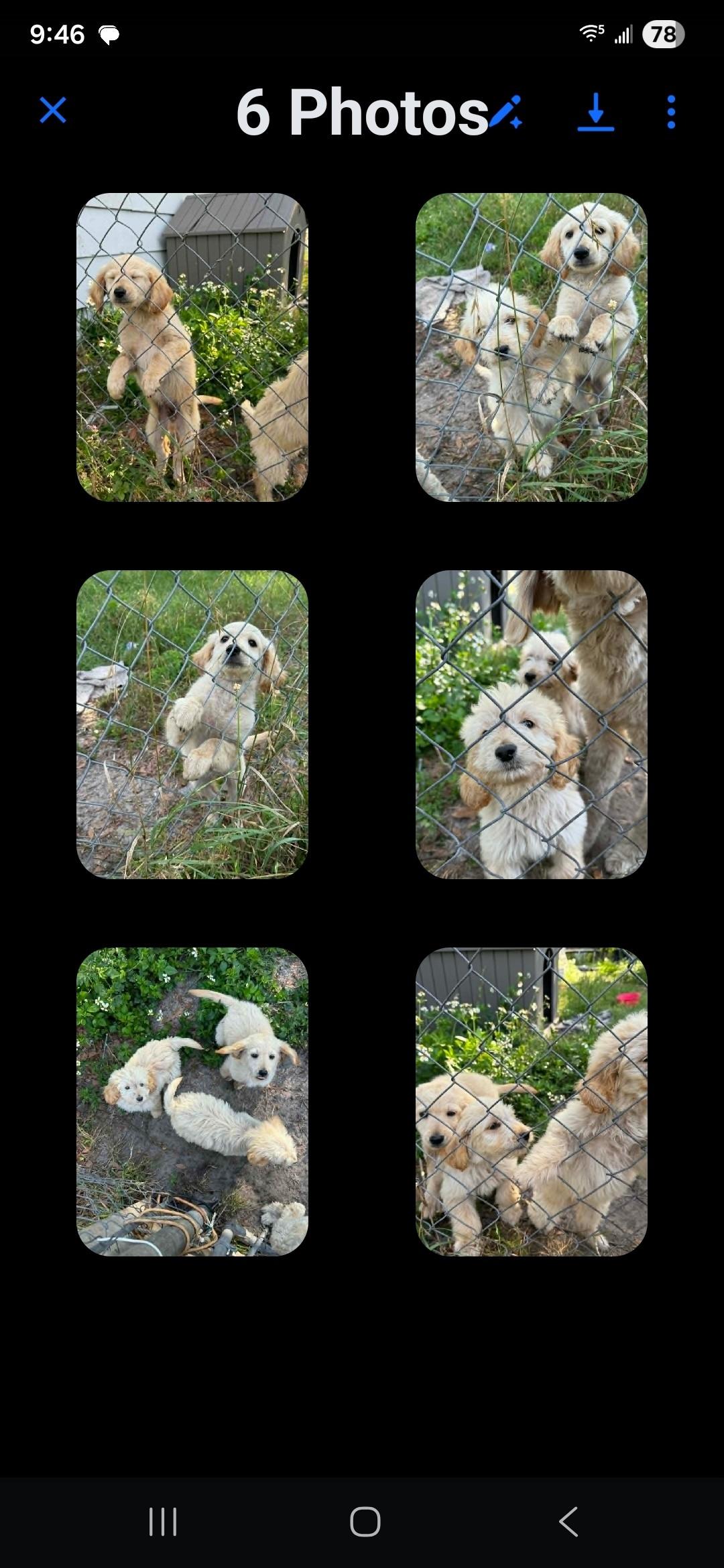 Doodle, ADOPTABLE, Puppy Male Goldendoodle.