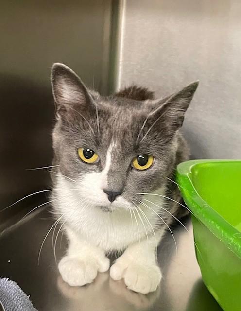 Enlarge Freyja, a Adoptable Domestic Short Hair in Prudenville, MI image 1/1