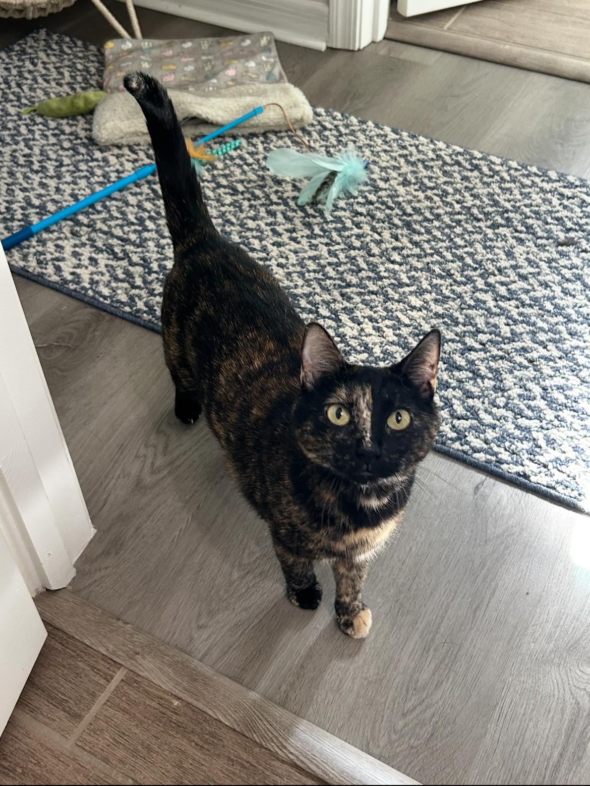 Enlarge Shelly & Vinny, a Adoptable Tortoiseshell in Gilbert, AZ image 2/6