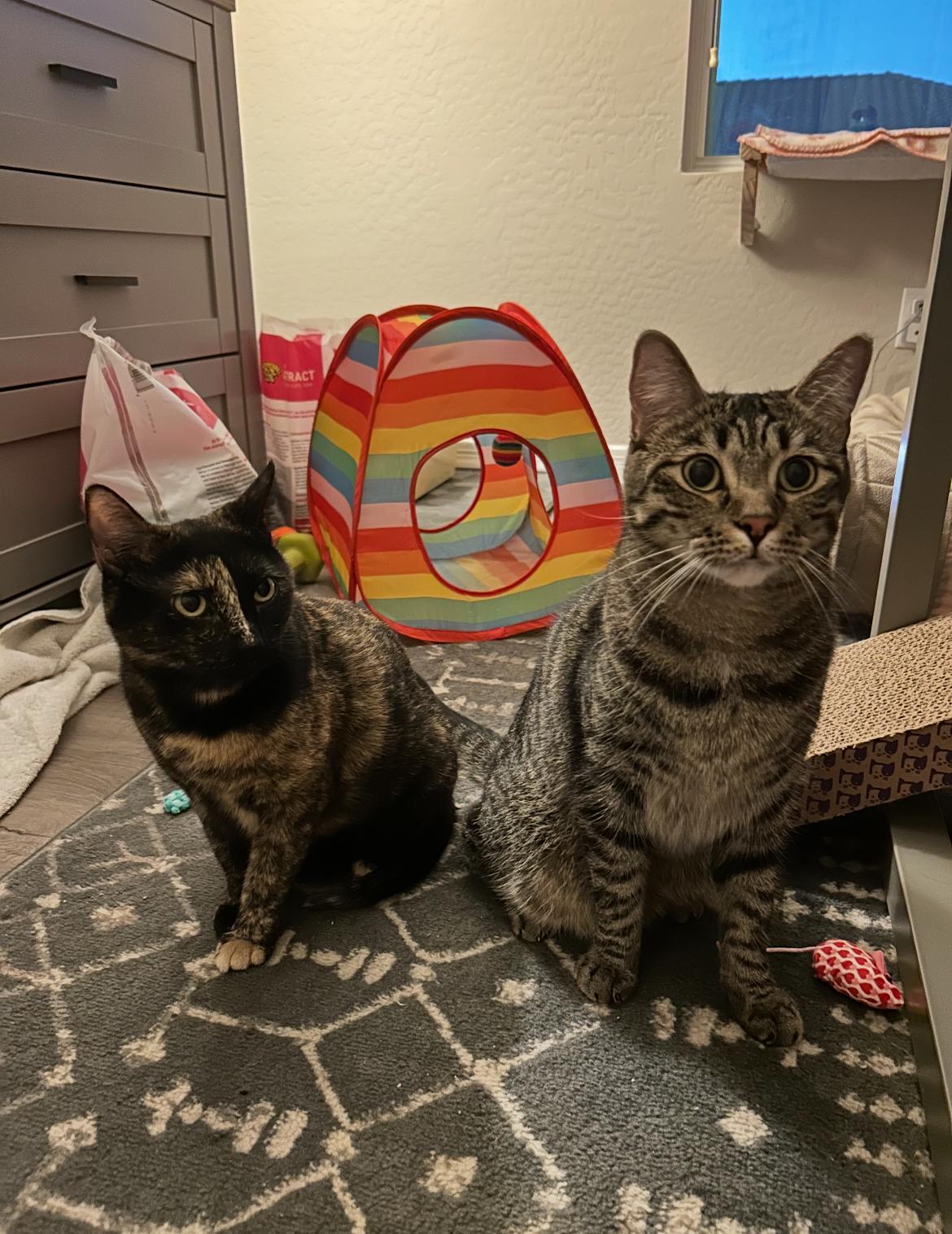 Enlarge Shelly & Vinny, a Adoptable Tortoiseshell in Gilbert, AZ image 4/6