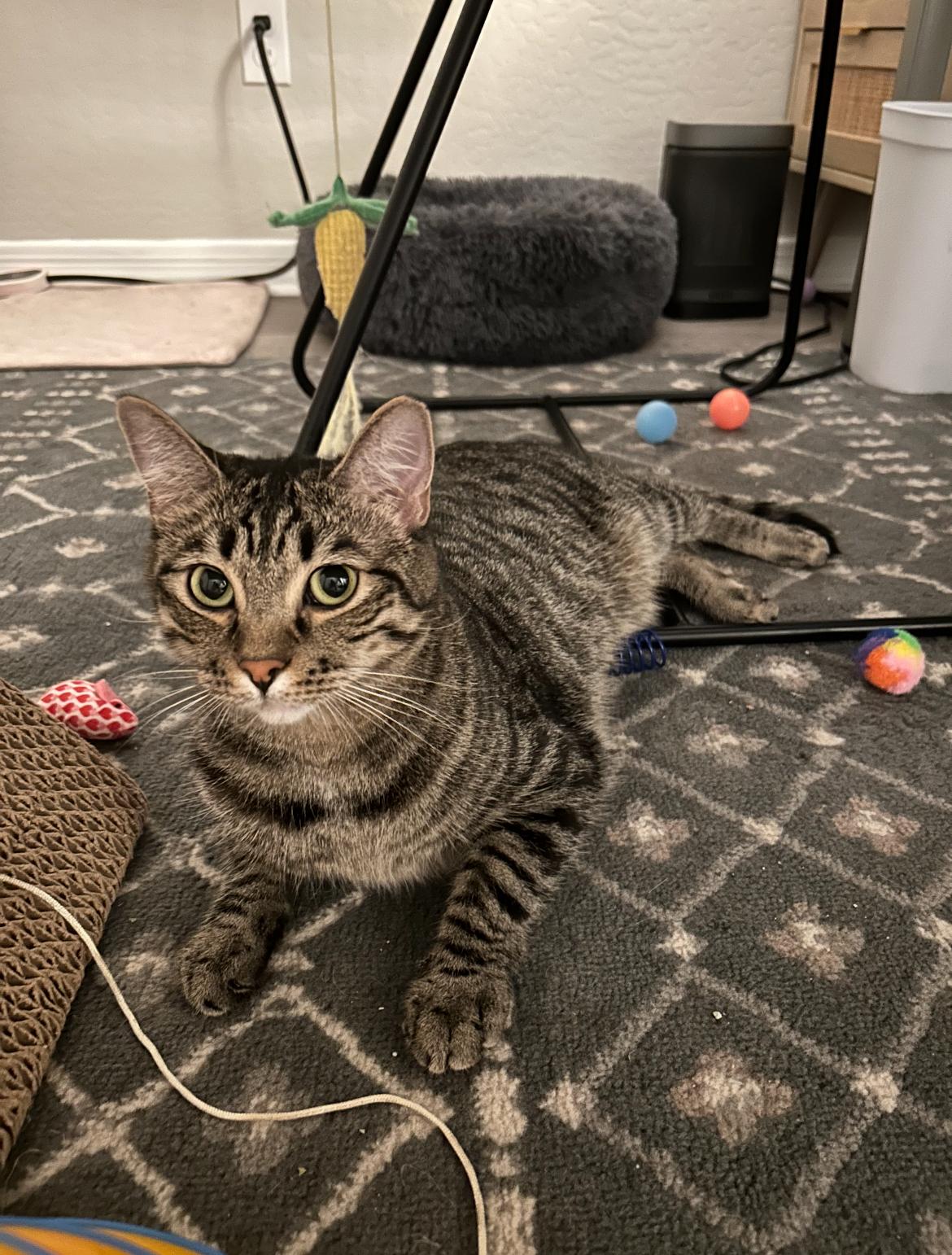 Enlarge Shelly & Vinny, a Adoptable Tortoiseshell in Gilbert, AZ image 6/6
