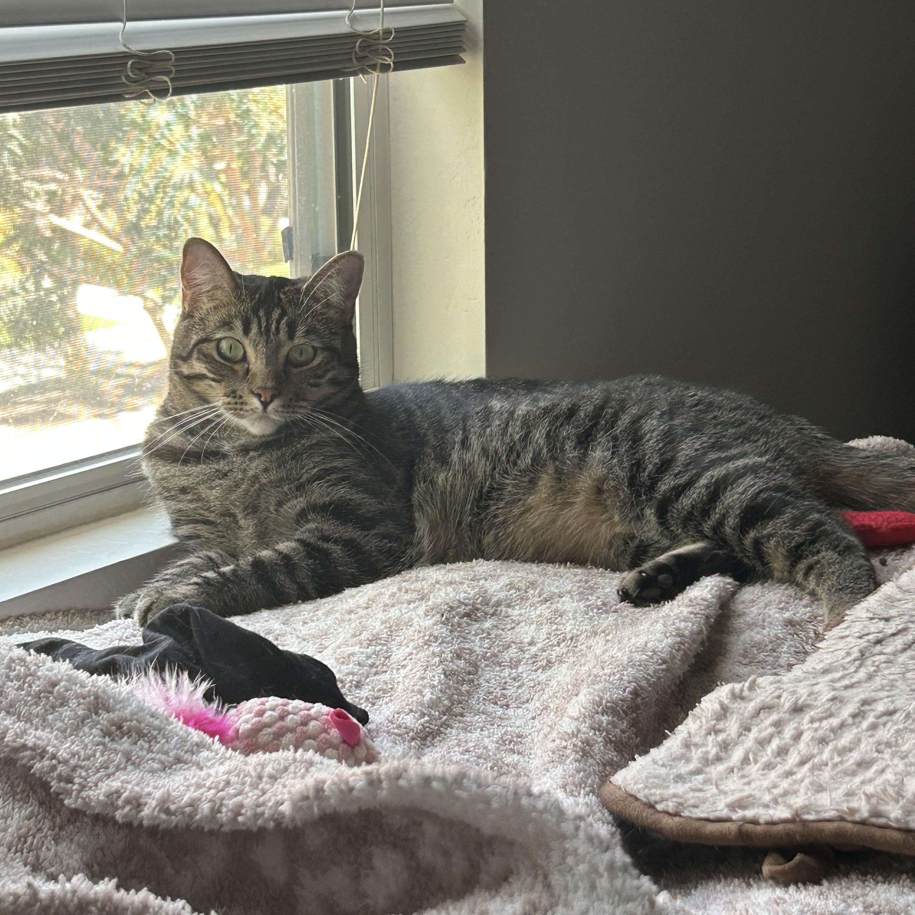 Enlarge Shelly & Vinny, a Adoptable Tortoiseshell in Gilbert, AZ image 3/6