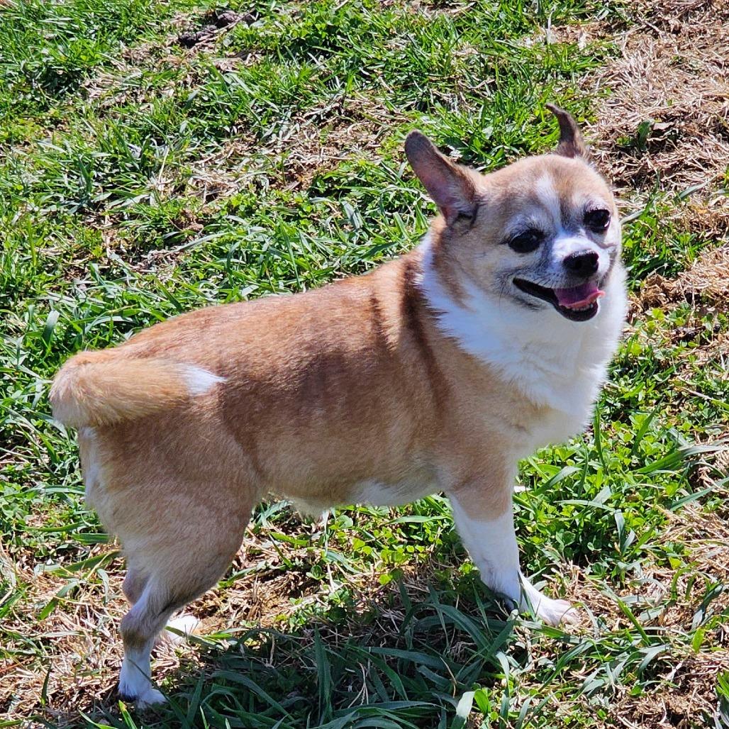 Enlarge Billie Jean, a Adoptable Chihuahua in Toms Brook, VA image 1/3