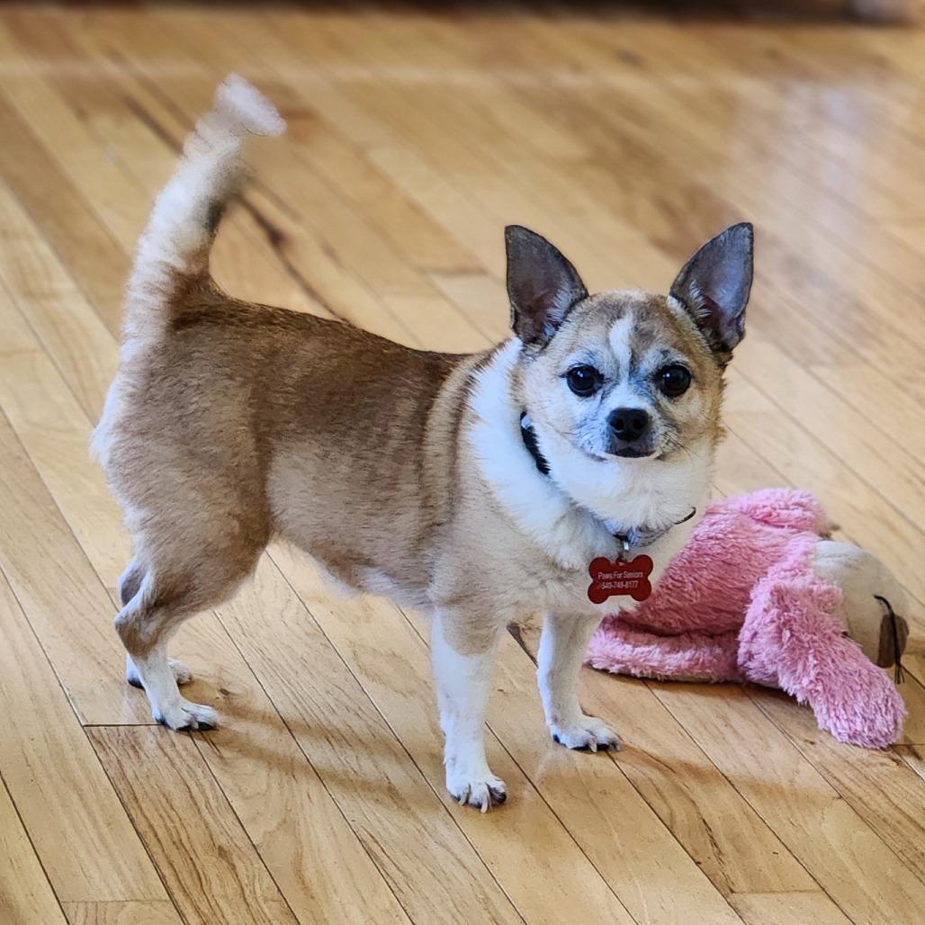 Enlarge Billie Jean, a Adoptable Chihuahua in Toms Brook, VA image 2/2